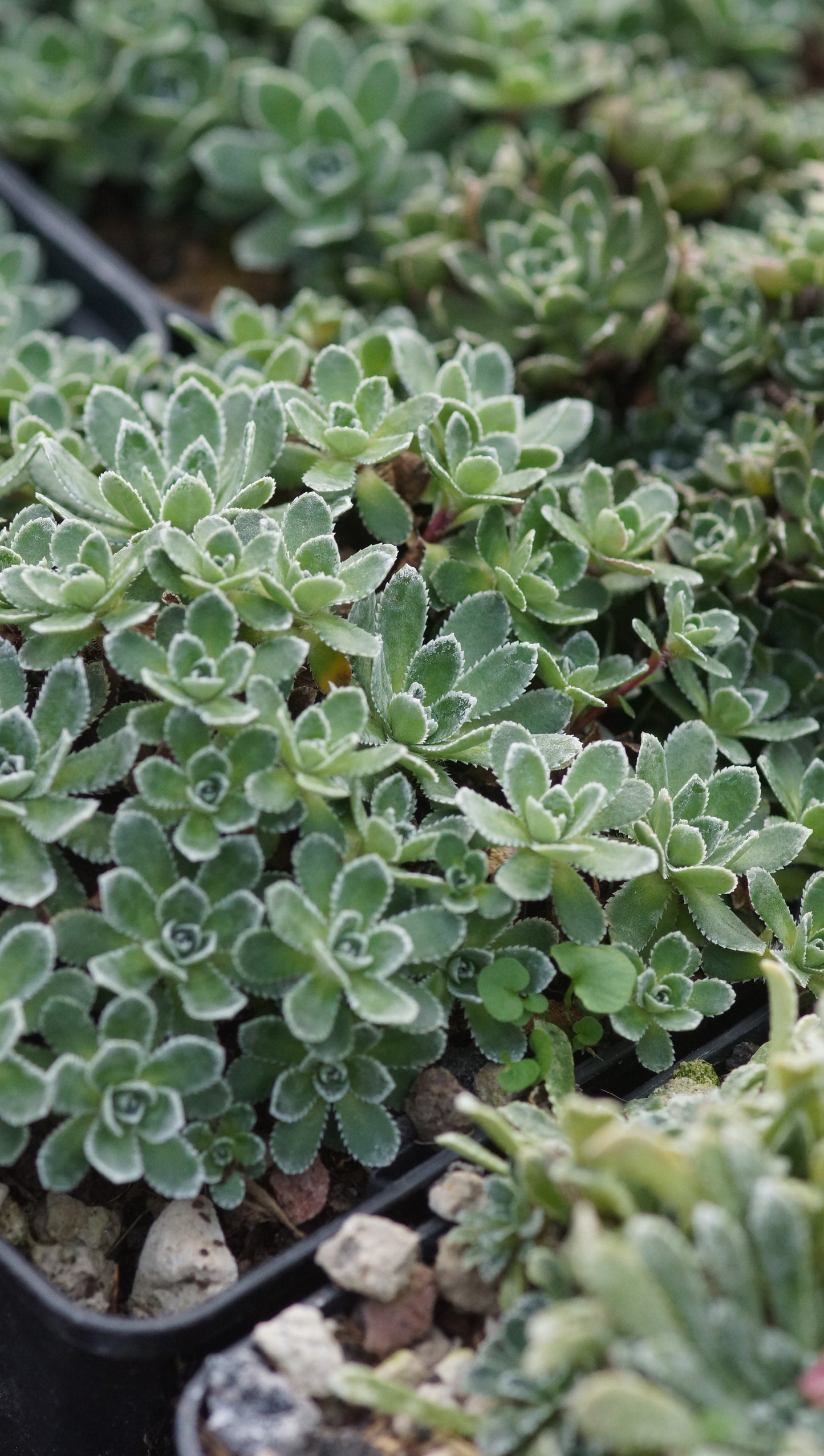 Saxifraga paniculata 'Linc Forster' - Rispen-Steinbrech