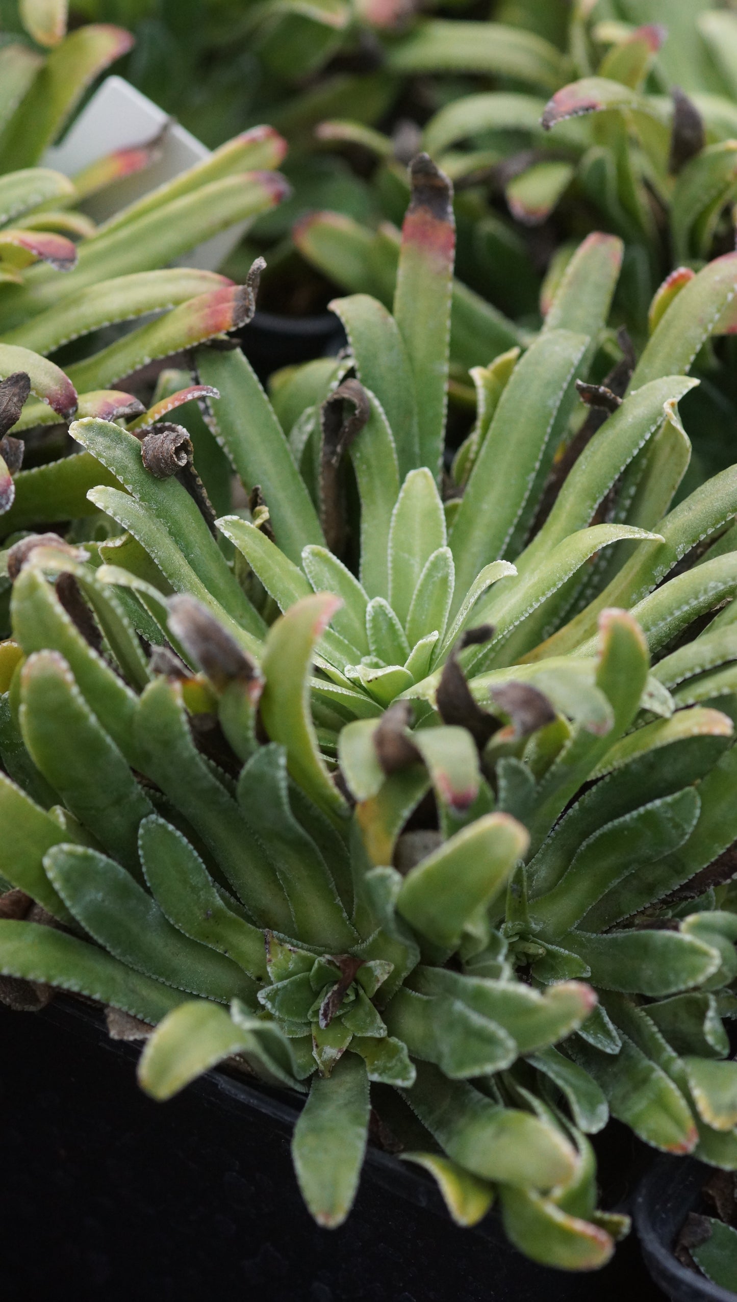 Saxifraga hostii subsp. hostii - Host-Steinbrech