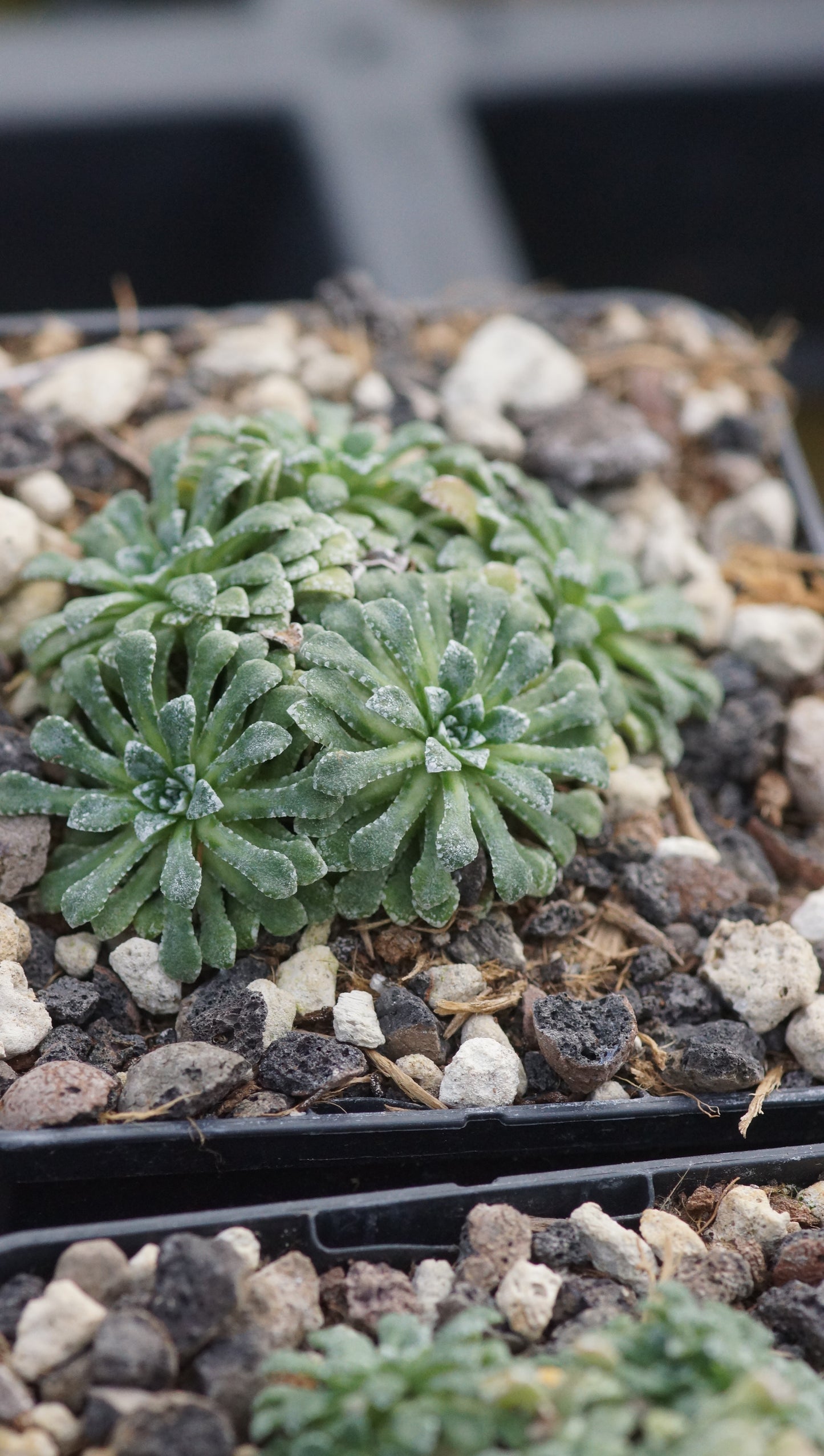 Saxifraga cochlearis - Löffelblättriger Steinbrech