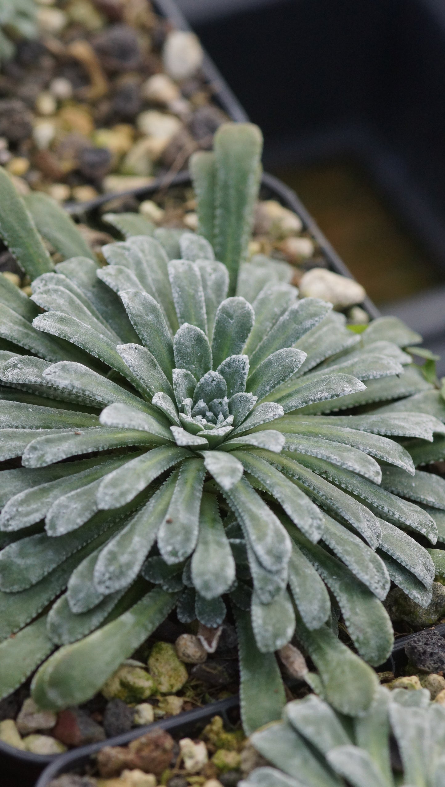 Saxifraga callosa var. latonica - Zungen-Steinbrech