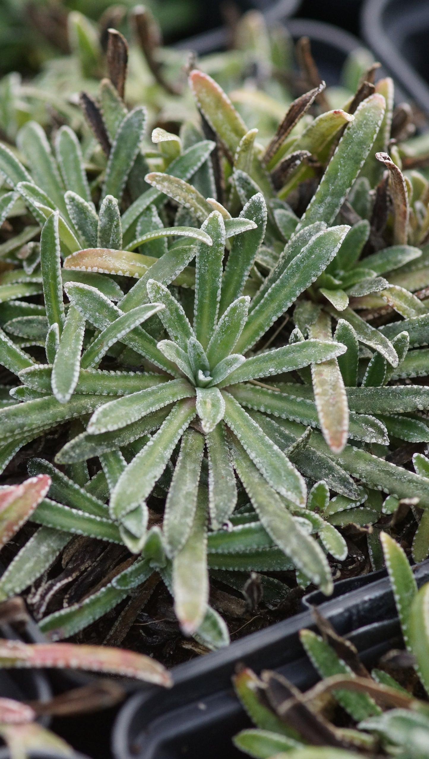 Saxifraga callosa var. lantoscana - Zungen-Steinbrech