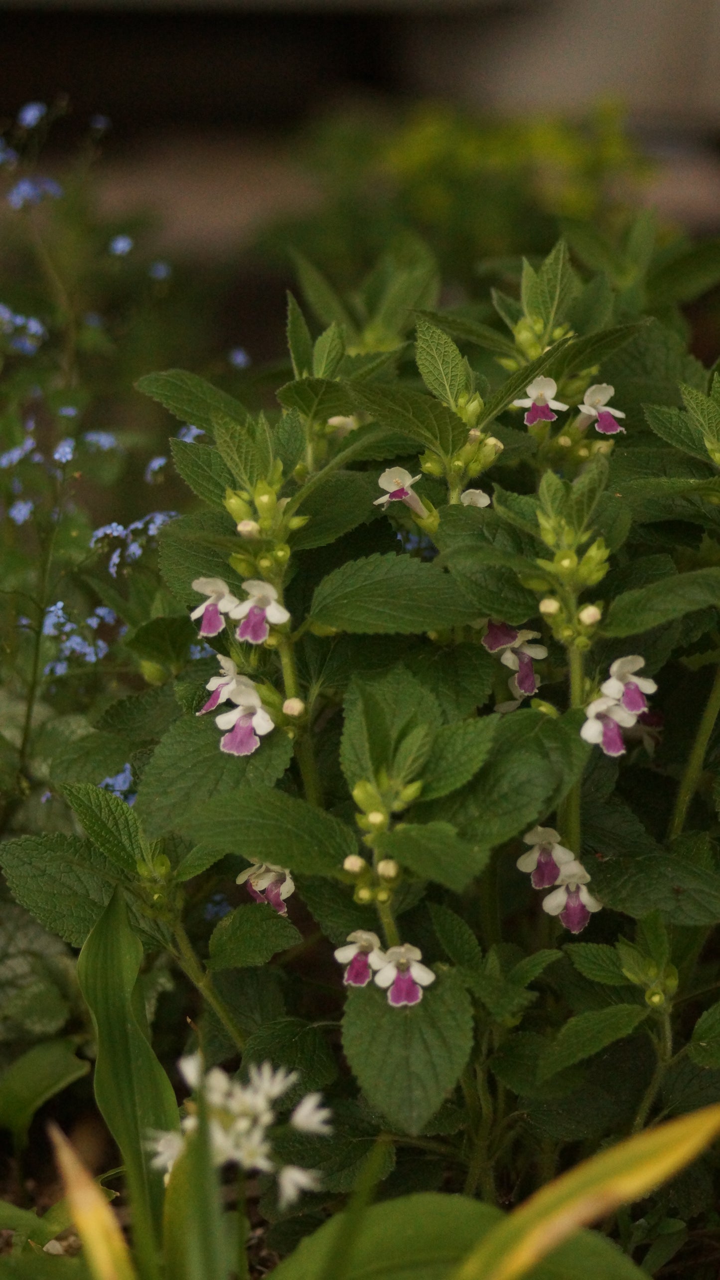 Melittis melissophyllum 'Royal Velvet Distinction' - Immenblatt