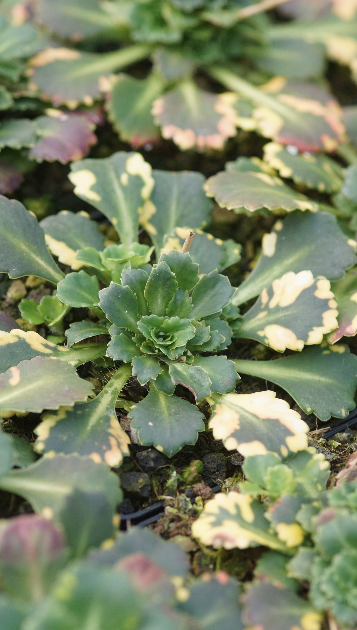 Saxifraga x urbium 'Aureopunctata' - Gelbgepunktetes Porzellanblümchen