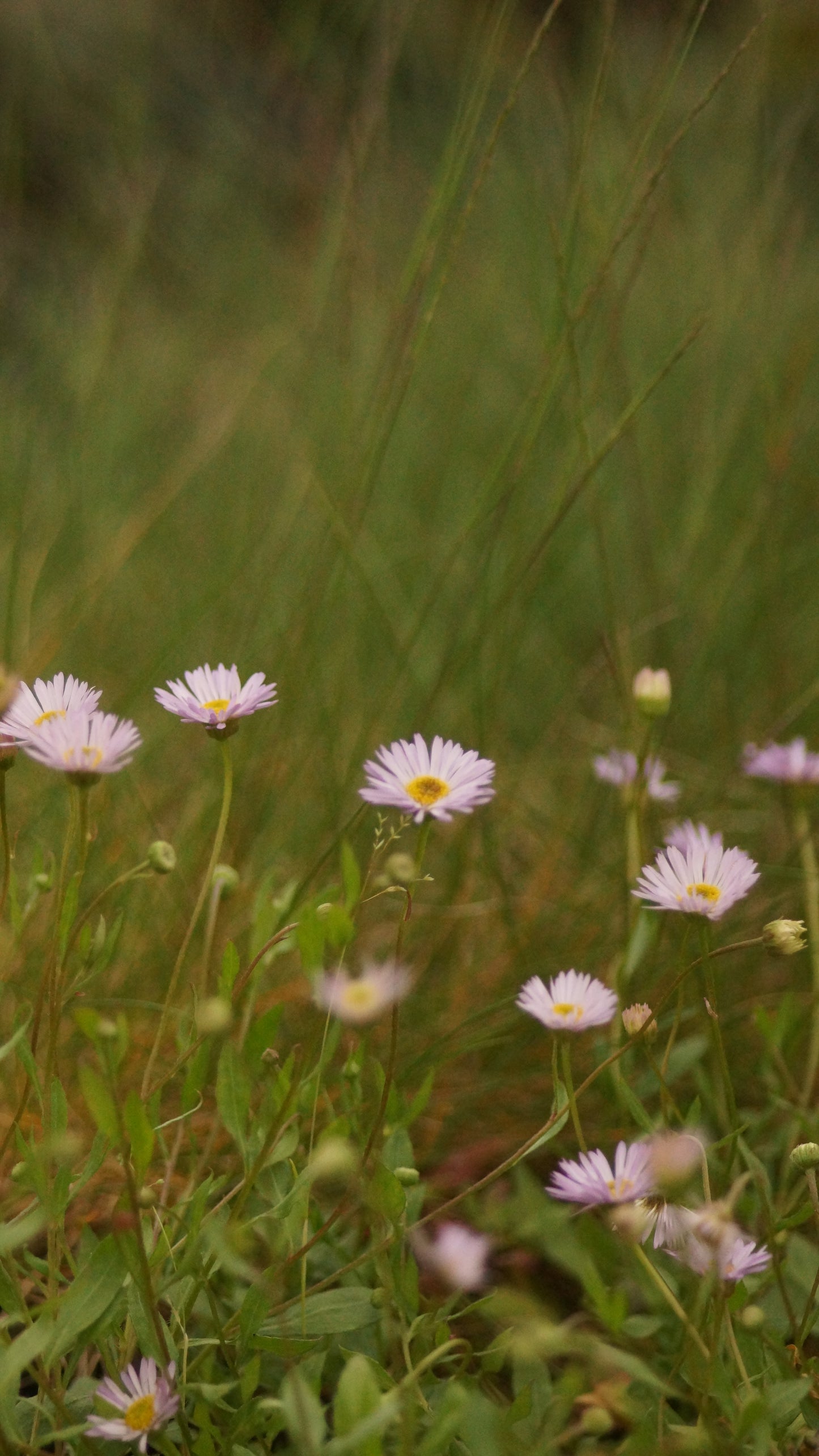 Erigeron karvinskianus 'Lavender Lady' - Berufskraut