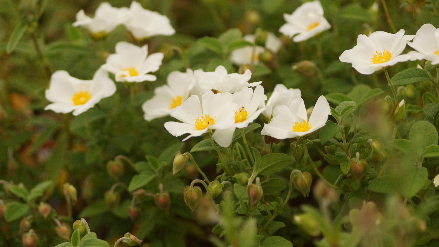 Cistus albanicus - Albanische Zistrose