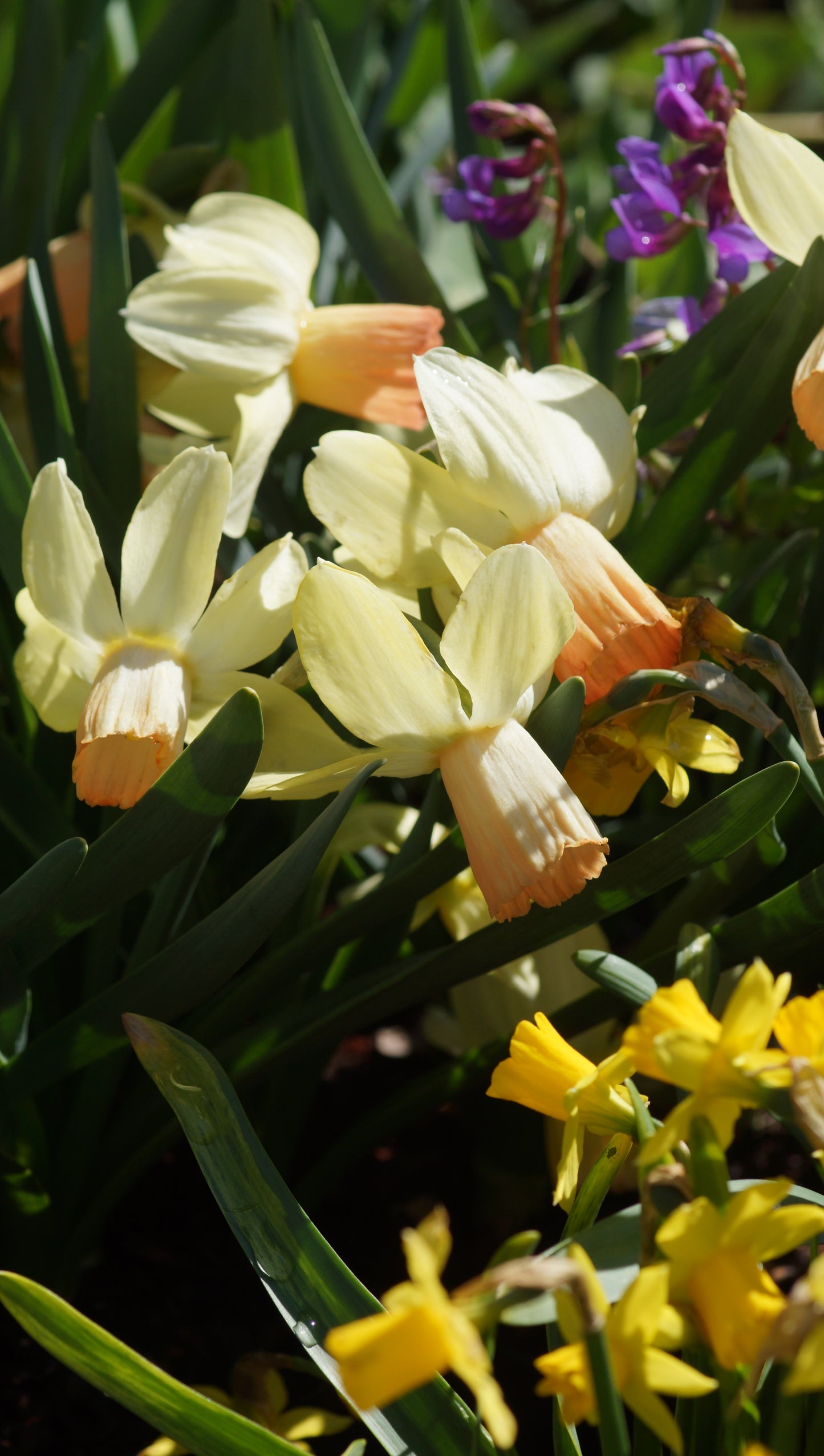 Narcissus 'Carice' - Cyclamineus-Narzisse
