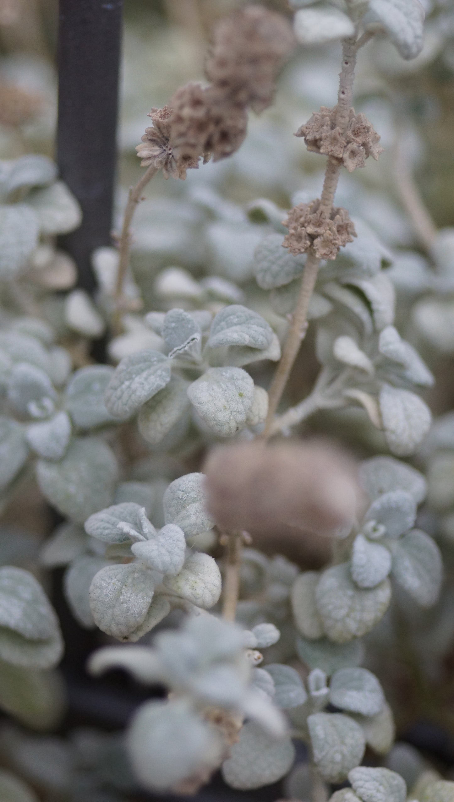 Ballota pseudodictamnus - Kreta-Schwarznessel