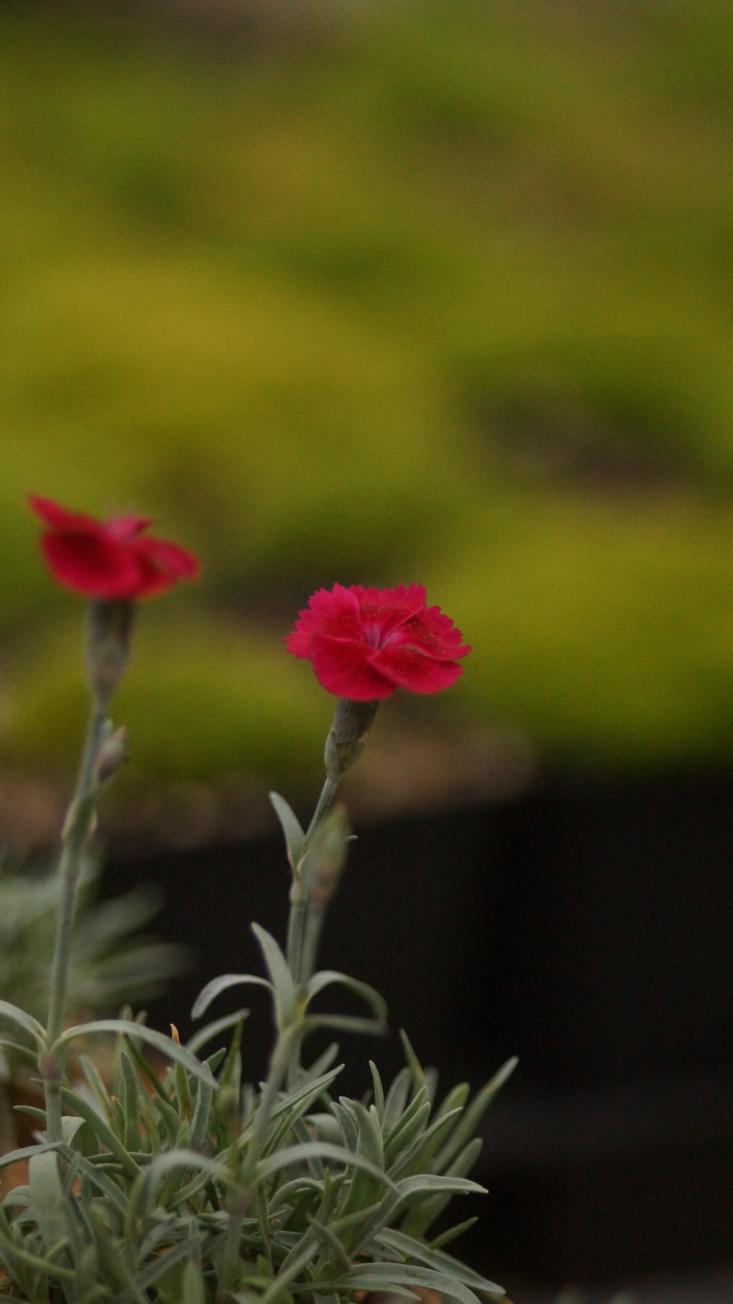 Dianthus gratianopolitanus 'Rubin' - Pfingst-Nelke