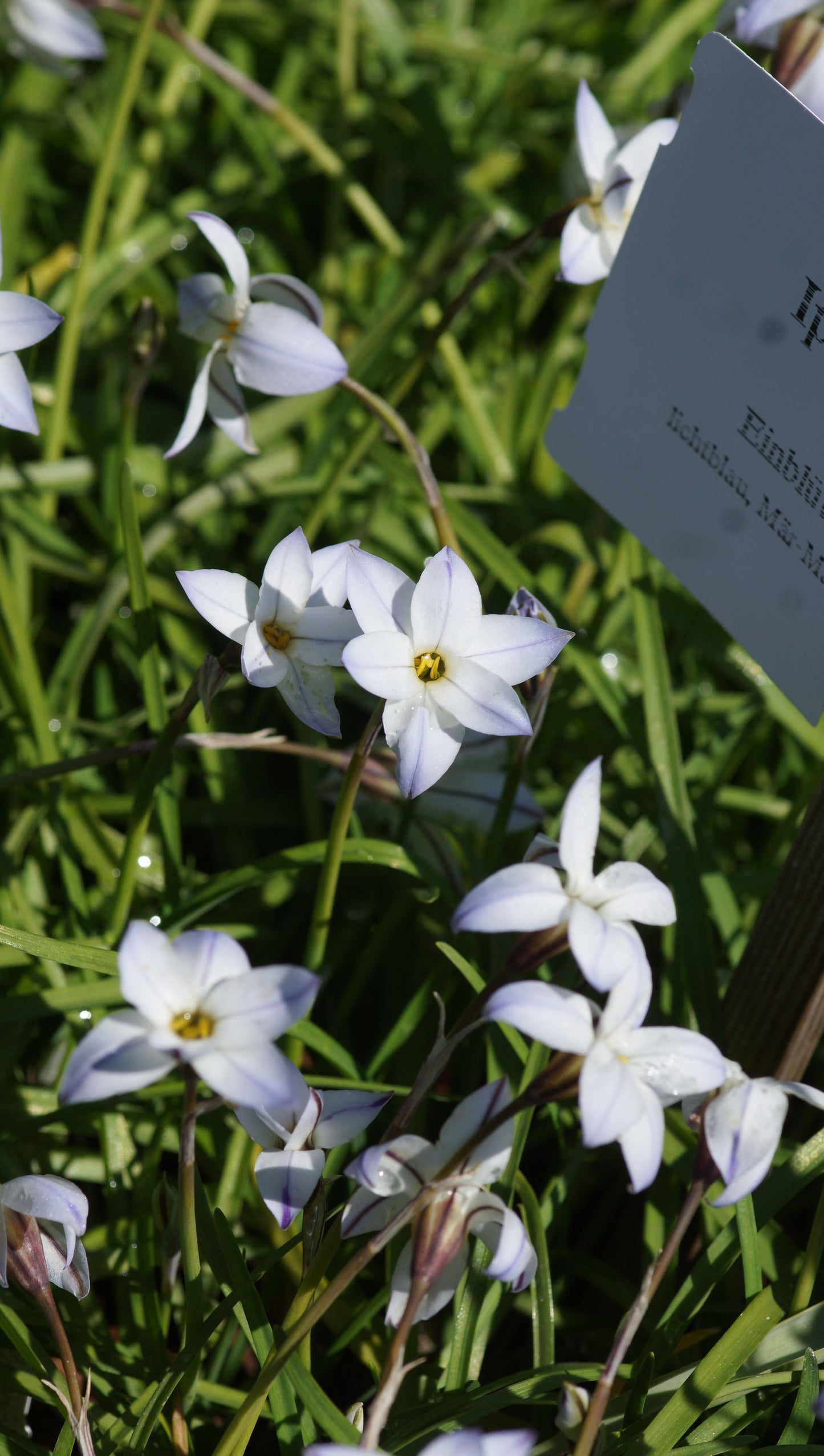 Ipheion uniflorum - Einblütiger Frühlingsstern