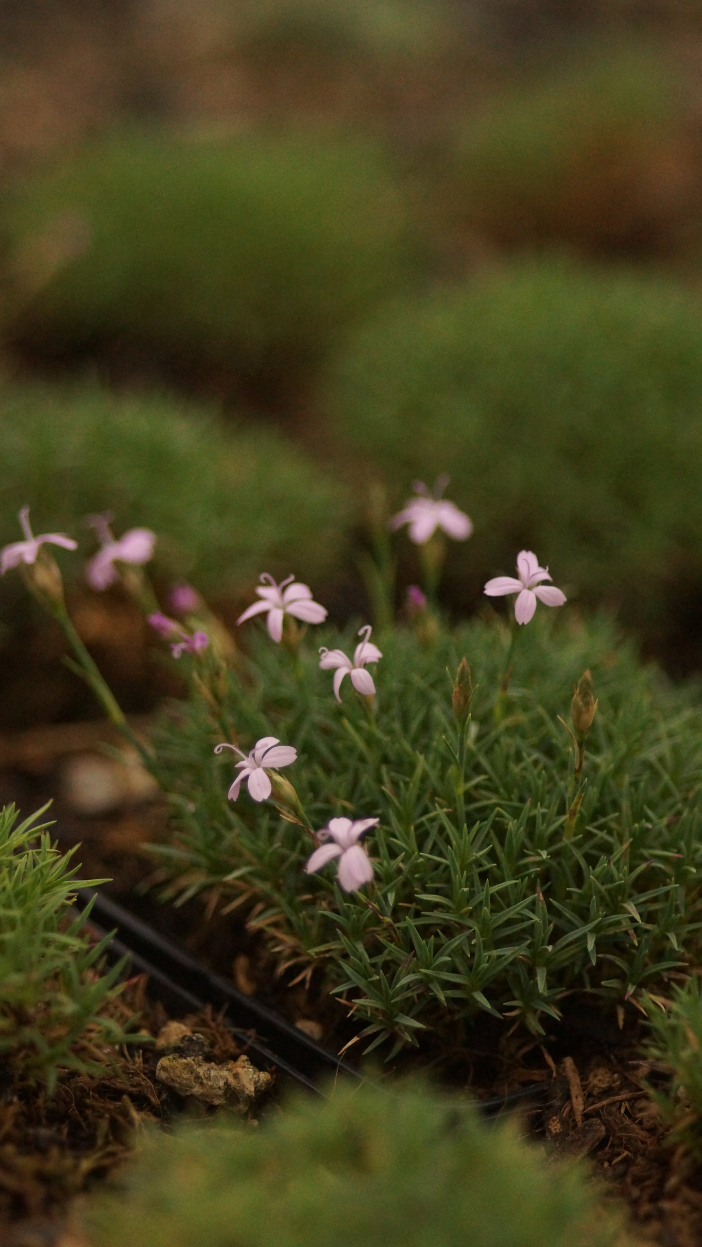 Dianthus erinaceus var. alpinus - Igel-Nelke