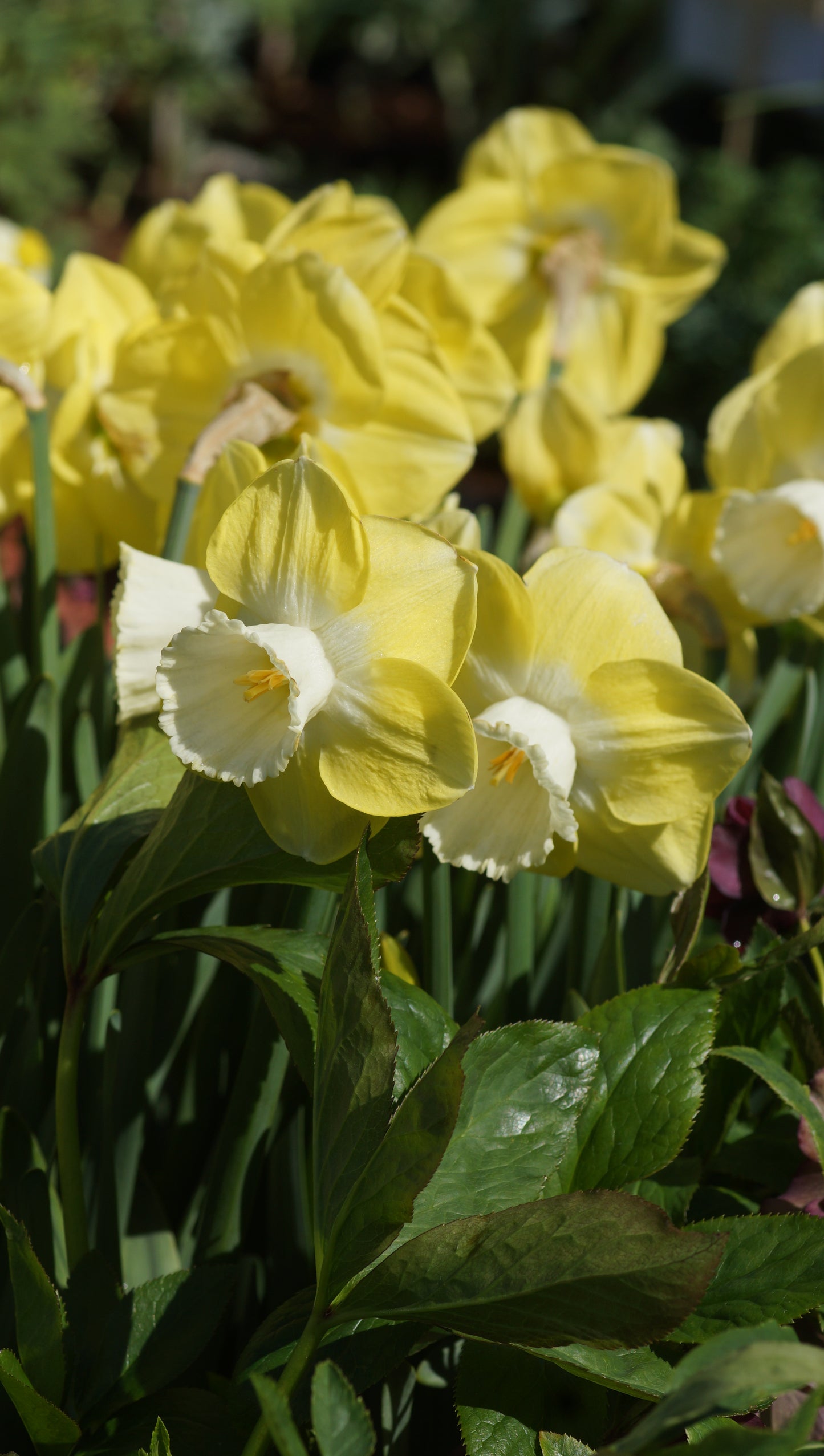 Narcissus 'Avalon' - Grosskronige Narzisse