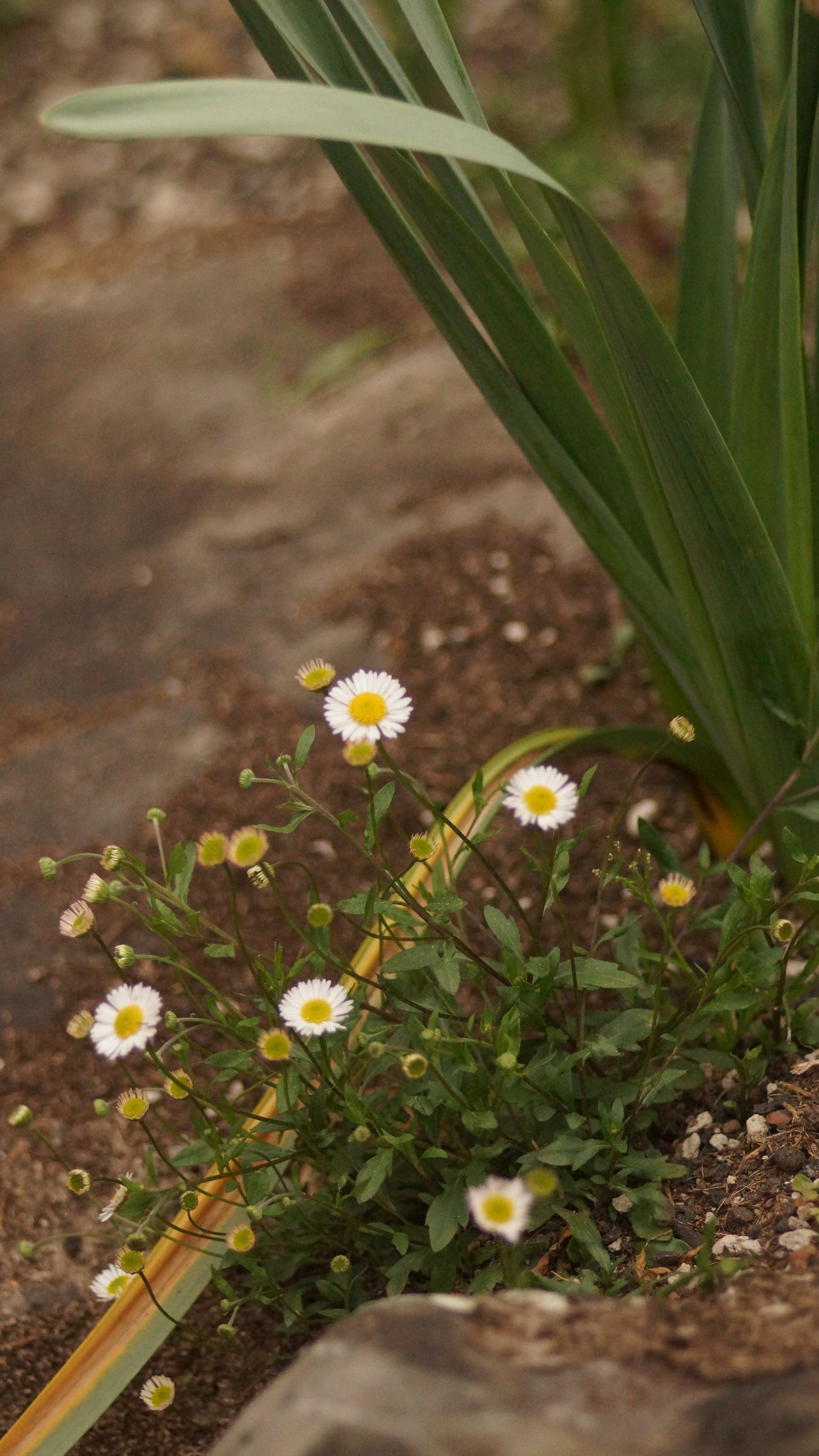 Erigeron karvinskianus - Mexikanisches Berufskraut