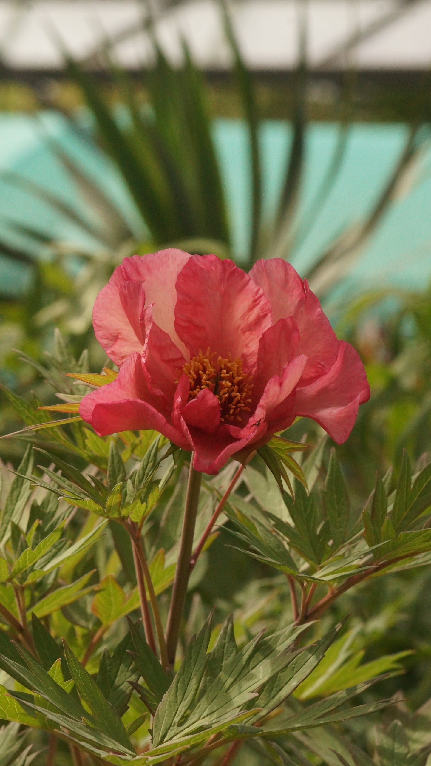 Paeonia Lutea-Hybride 'Ruffled Sunset' - Strauch-Pfingstrose