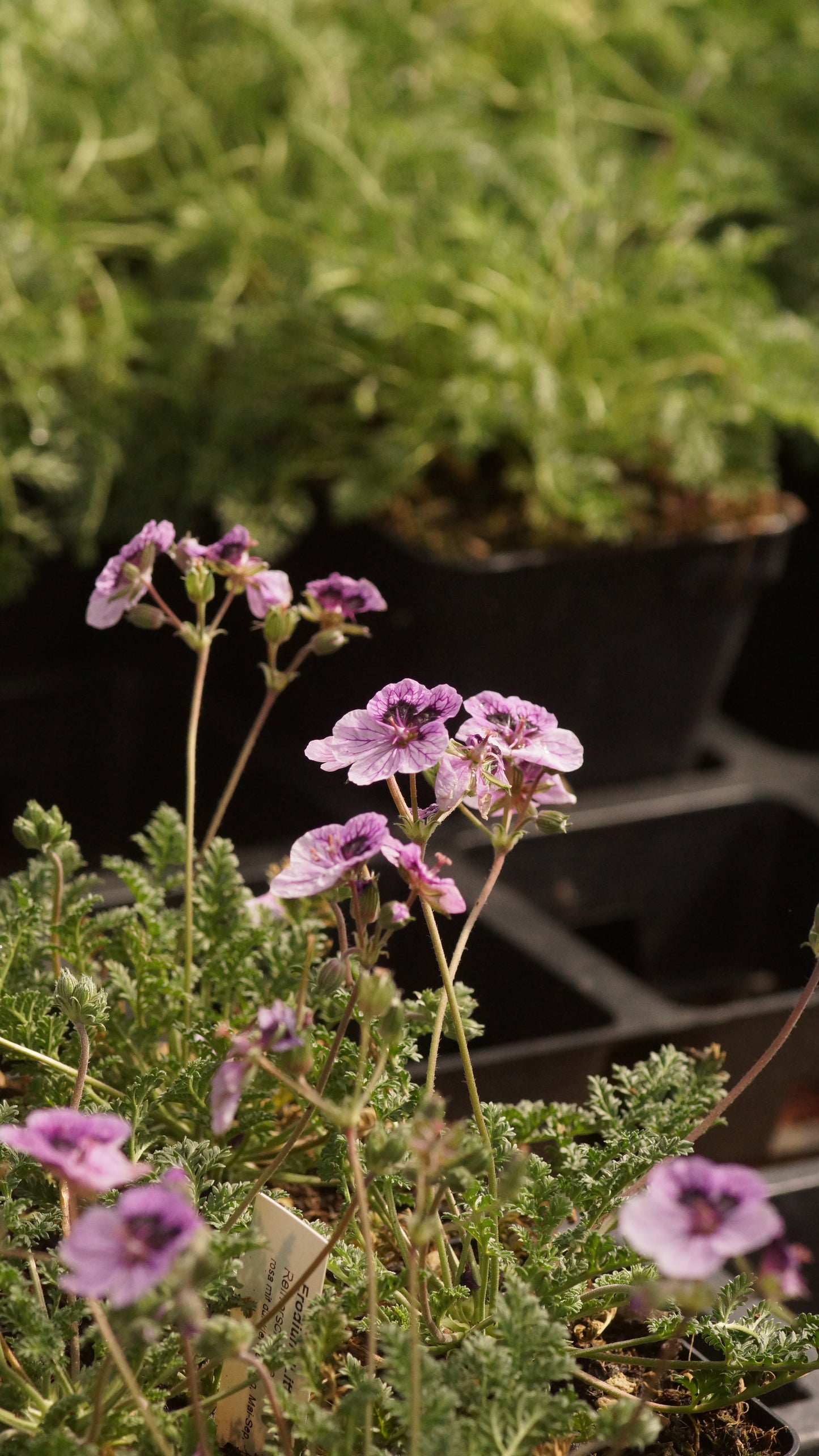 Erodium Hybride 'Little Summer Wonder' - Reiherschnabel