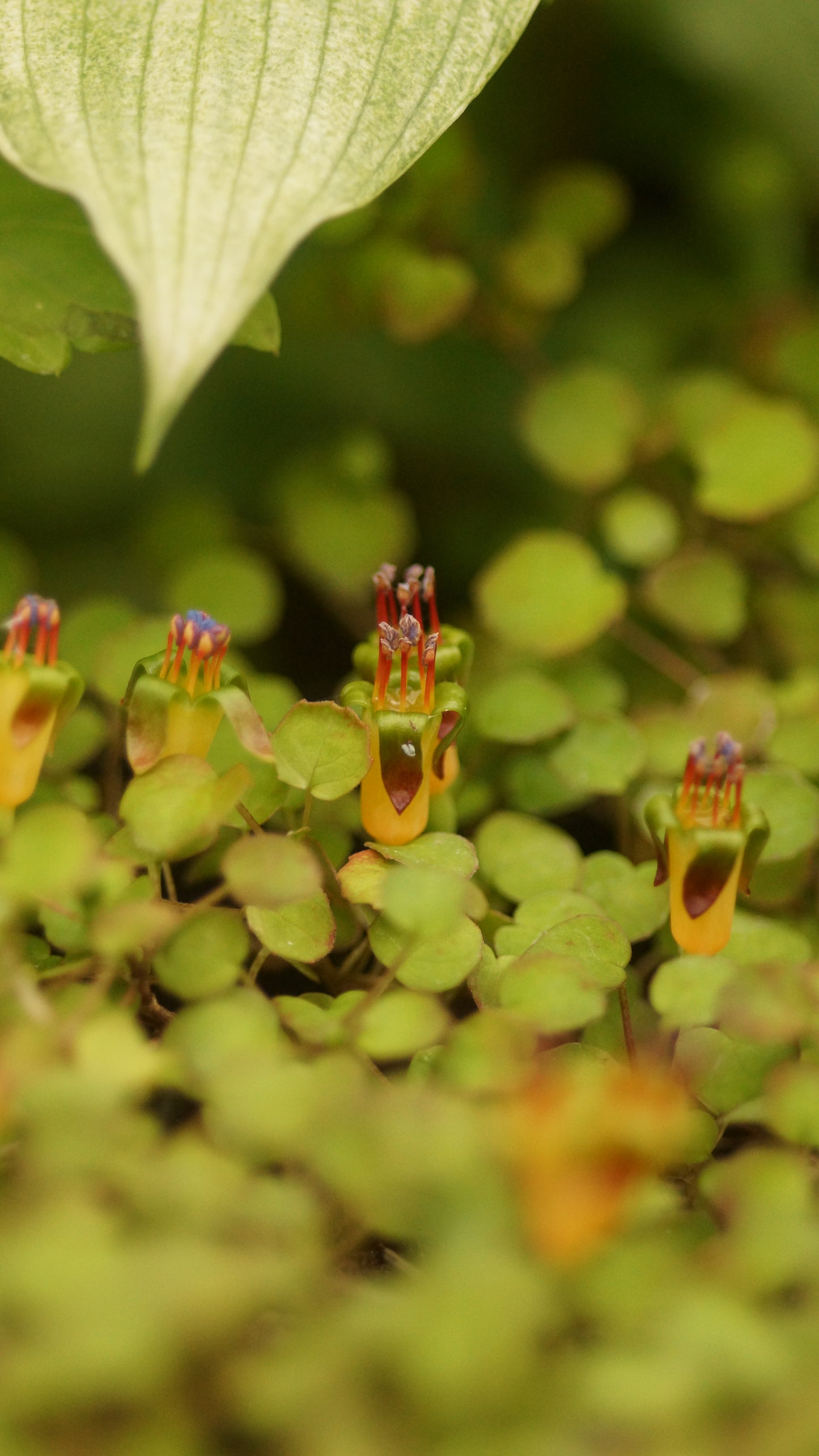 Fuchsia procumbens - Zwerg-Fuchsie