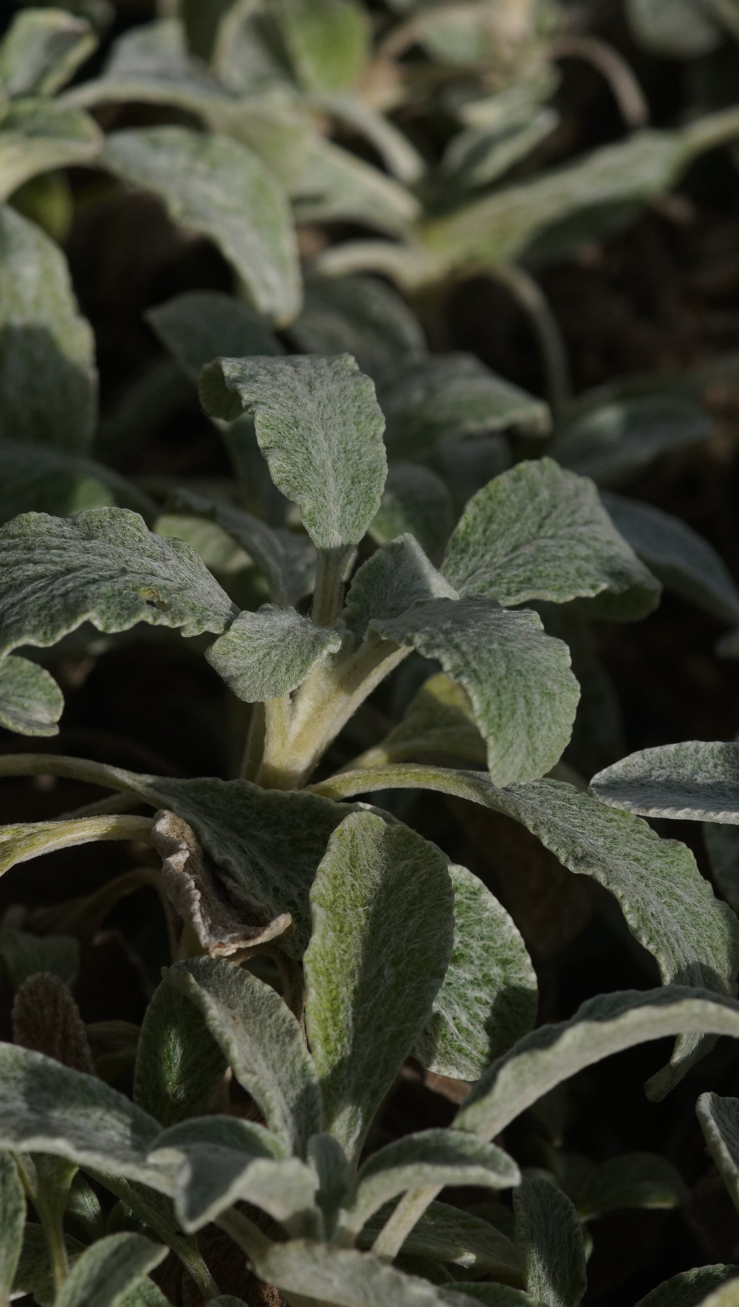 Sideritis syriaca - Kretischer Bergtee