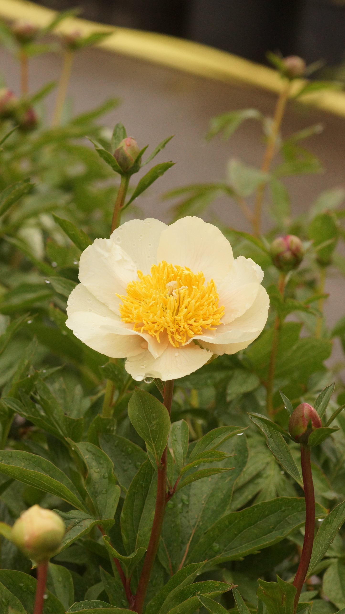Paeonia Hybride 'Clair de Lune' - Pfingstrose