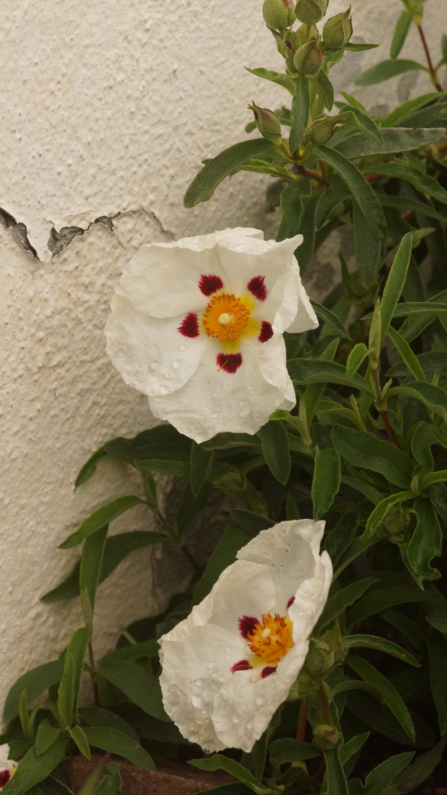 Cistus ladanifer x creticus 'Alan Fradd' - Zistrose