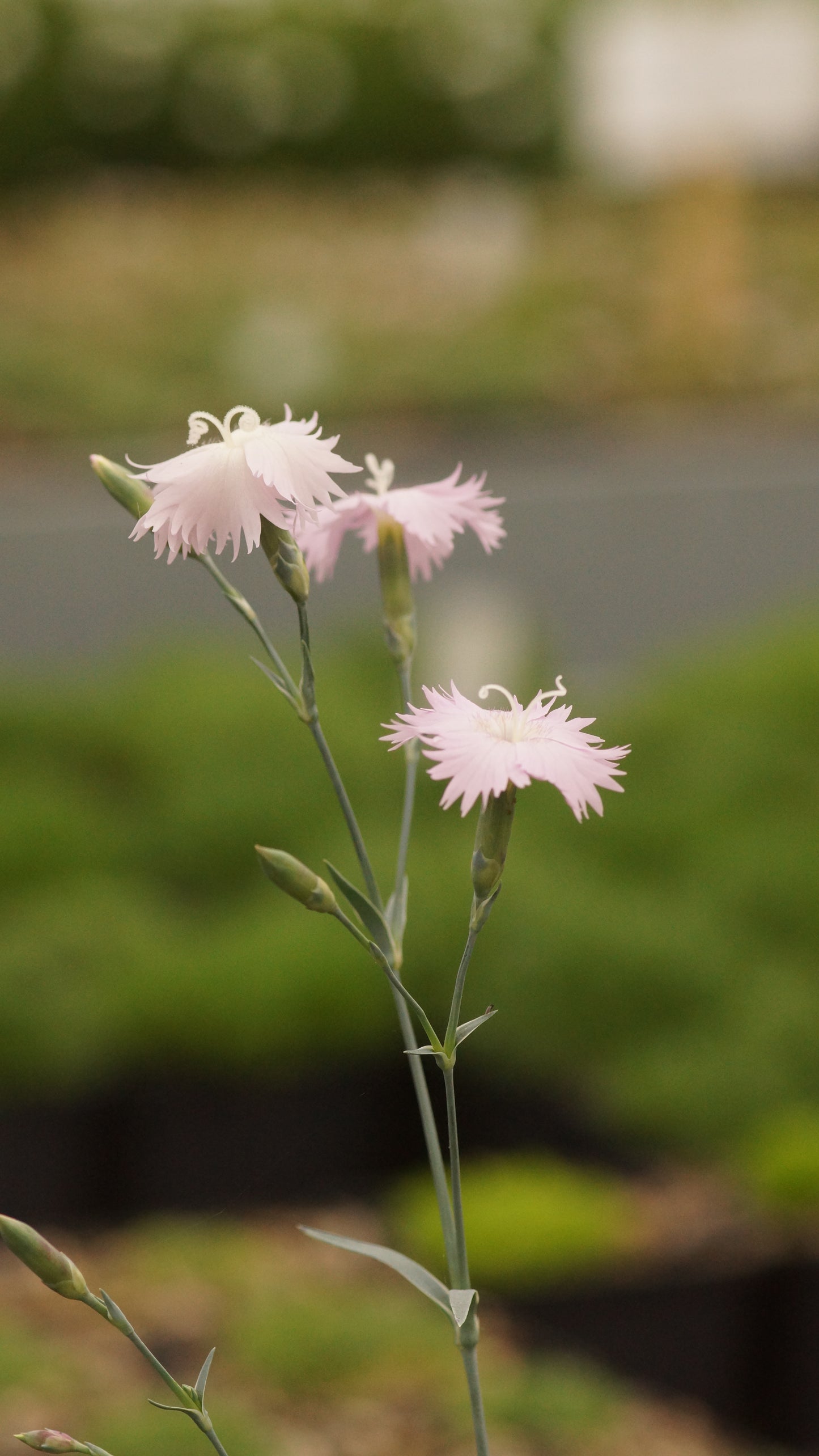 Dianthus Gratianopolitanus-Hybride 'Heartseeker' - Pfingst-Nelke