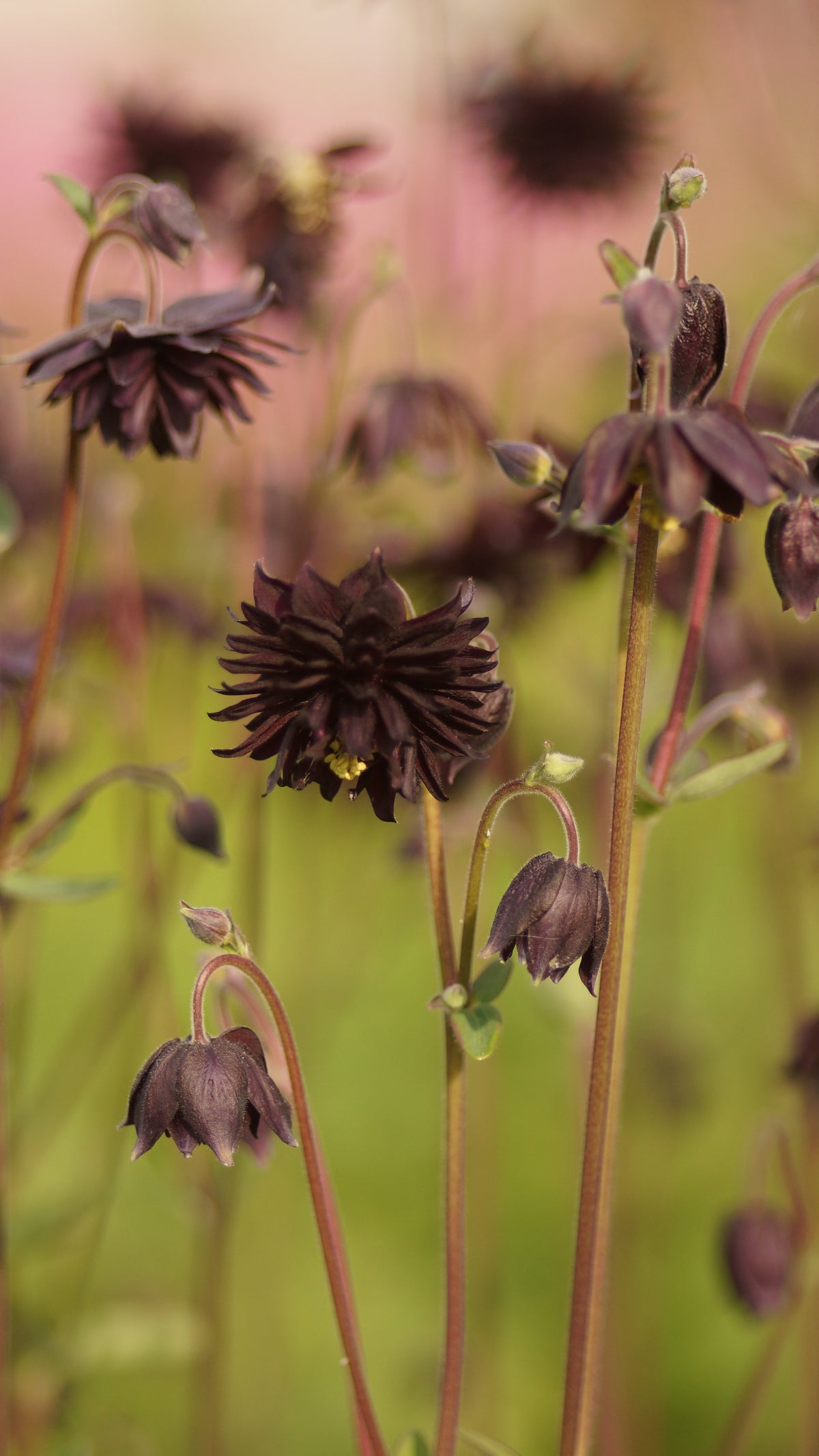 Aquilegia vulgaris 'Black Barlow' - Akelei