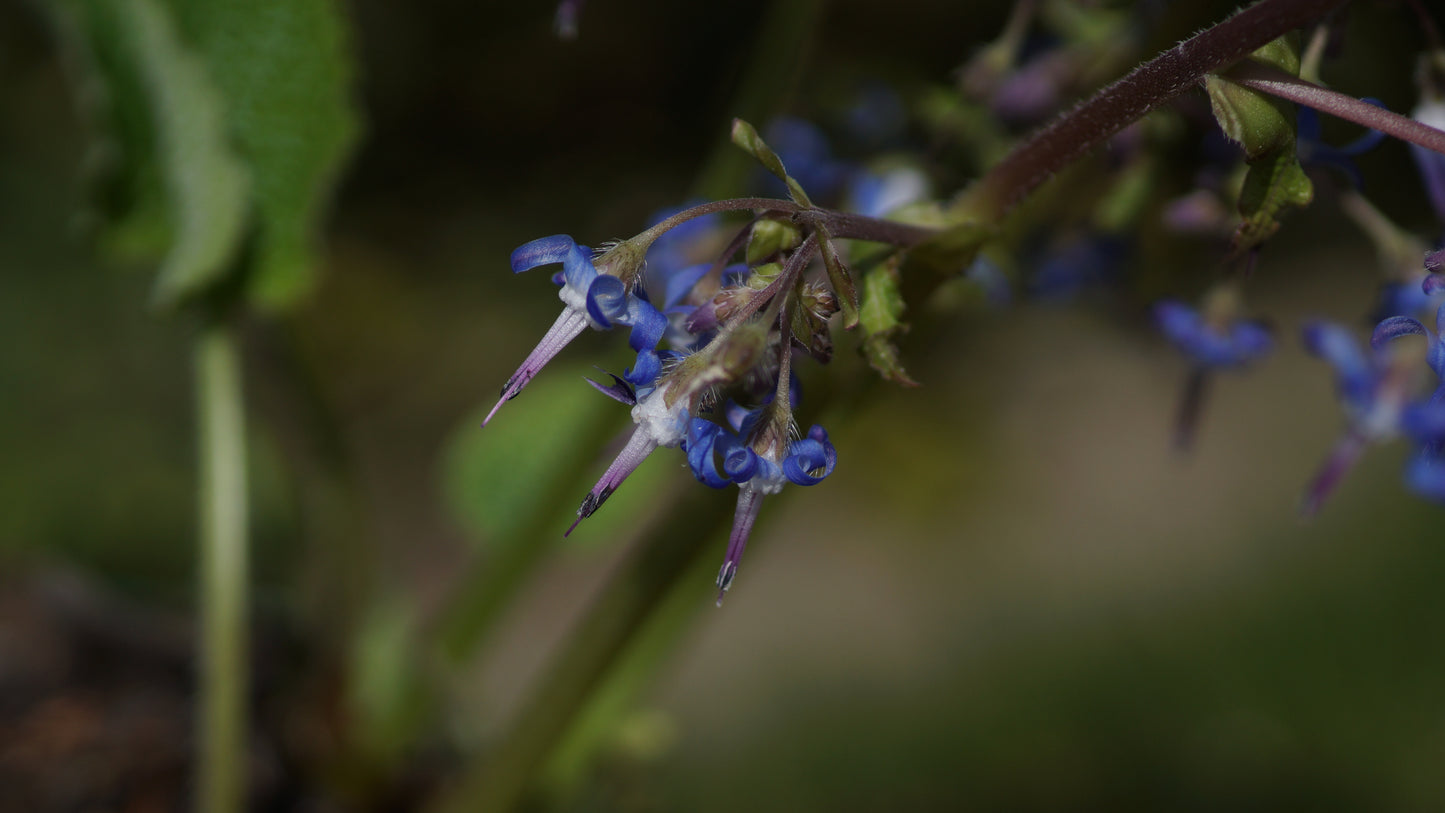 Trachystemon orientalis - Orientalischer Rauling