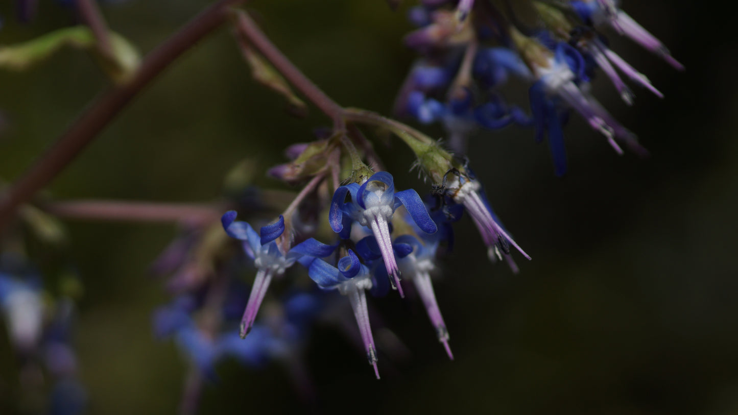 Trachystemon orientalis - Orientalischer Rauling