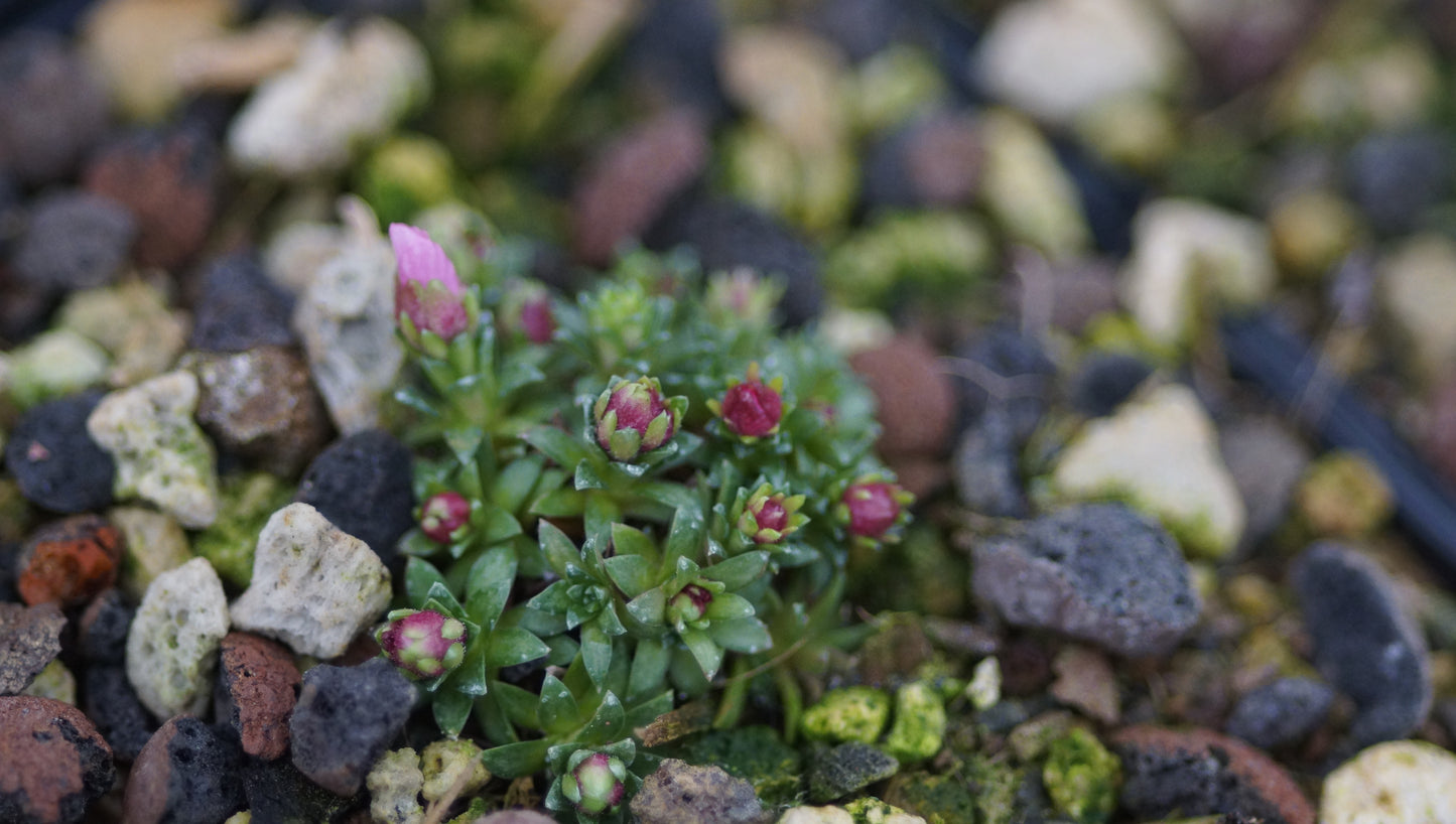 Saxifraga x irvingii 'Jenkinsae' - Vorfrühlings-Steinbrech