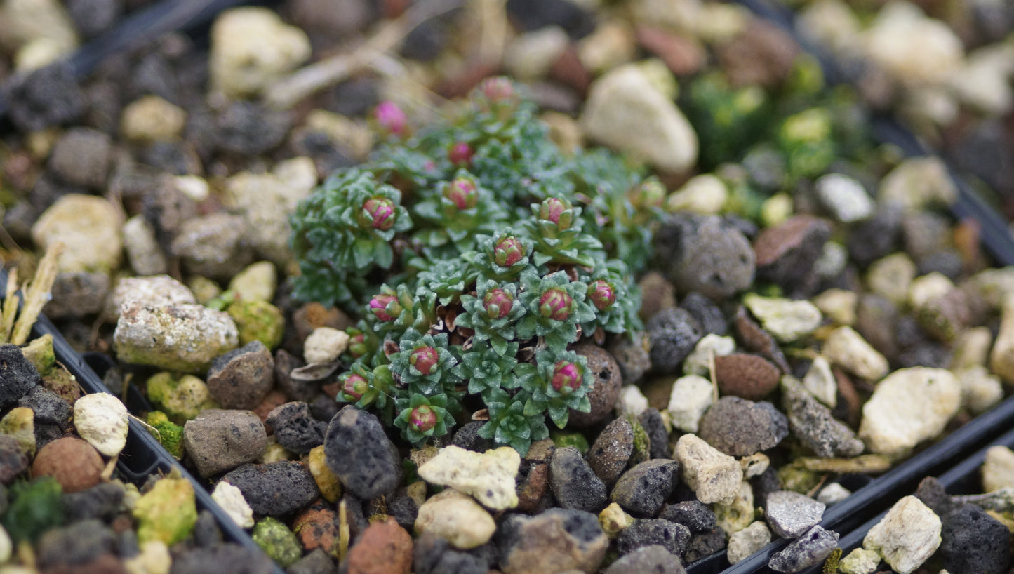 Saxifraga Hybride 'Sissi' - Frühlings-Steinbrech