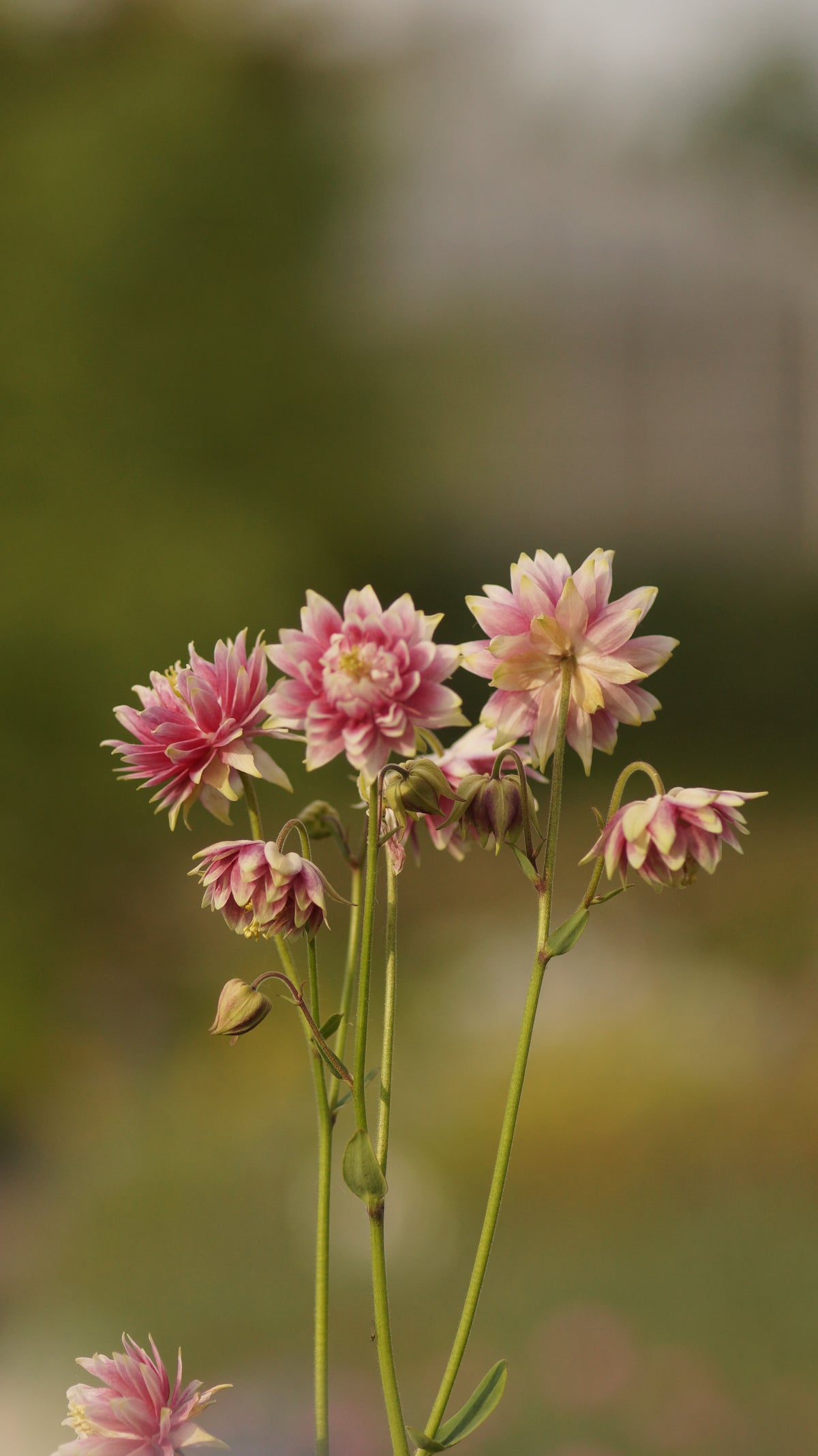 Aquilegia vulgaris 'Nora Barlow' - Akelei