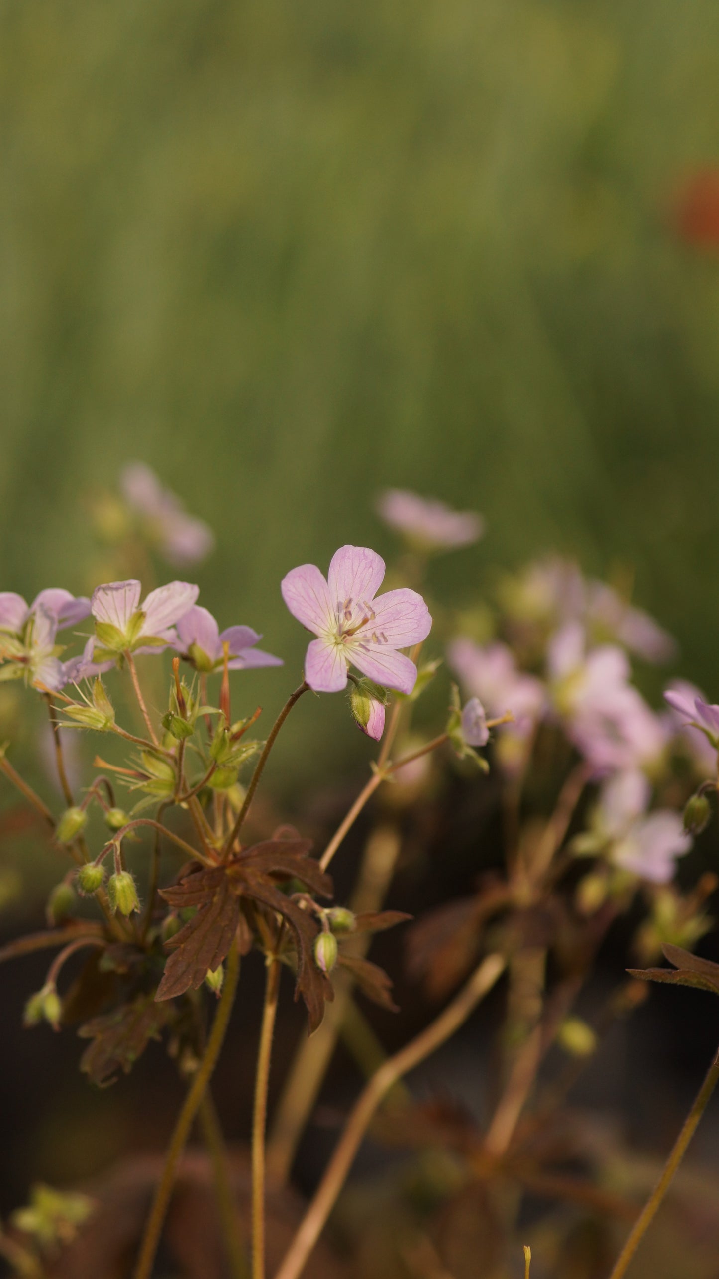 Geranium maculatum 'Espresso' - Gefleckter Storchschnabel