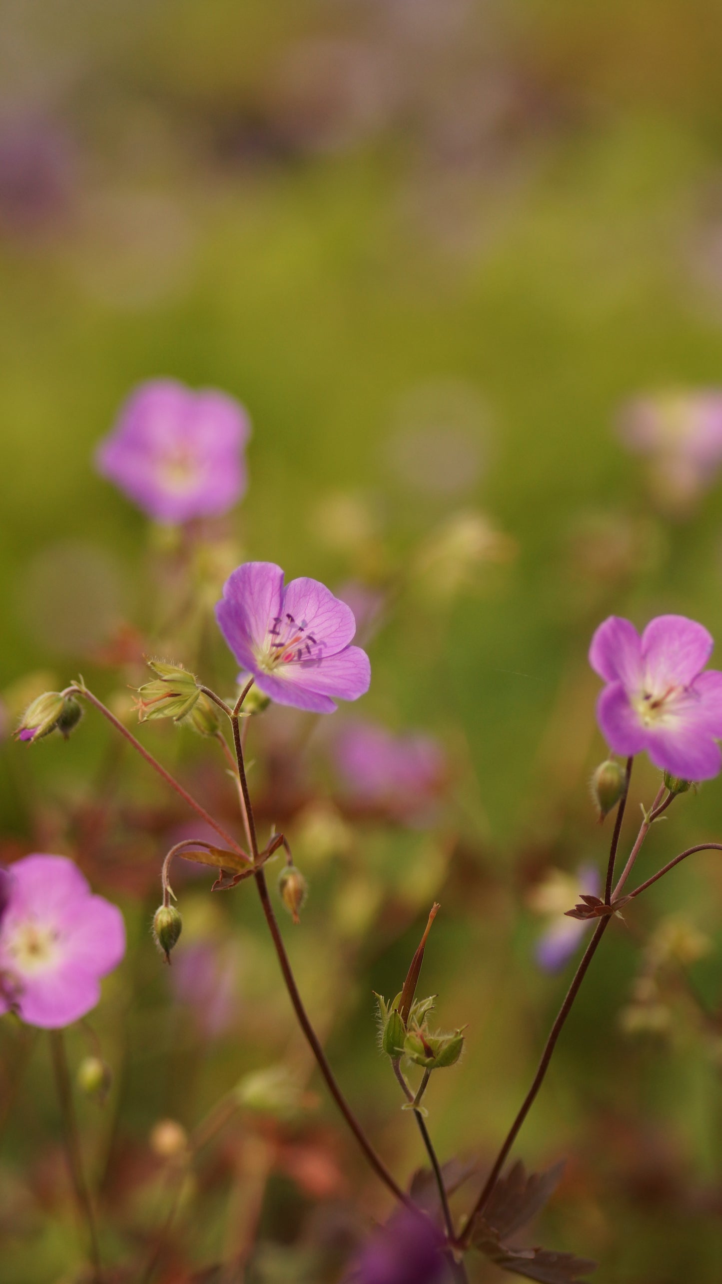 Geranium maculatum 'Schokoprinz' - Gefleckter Storchschnabel