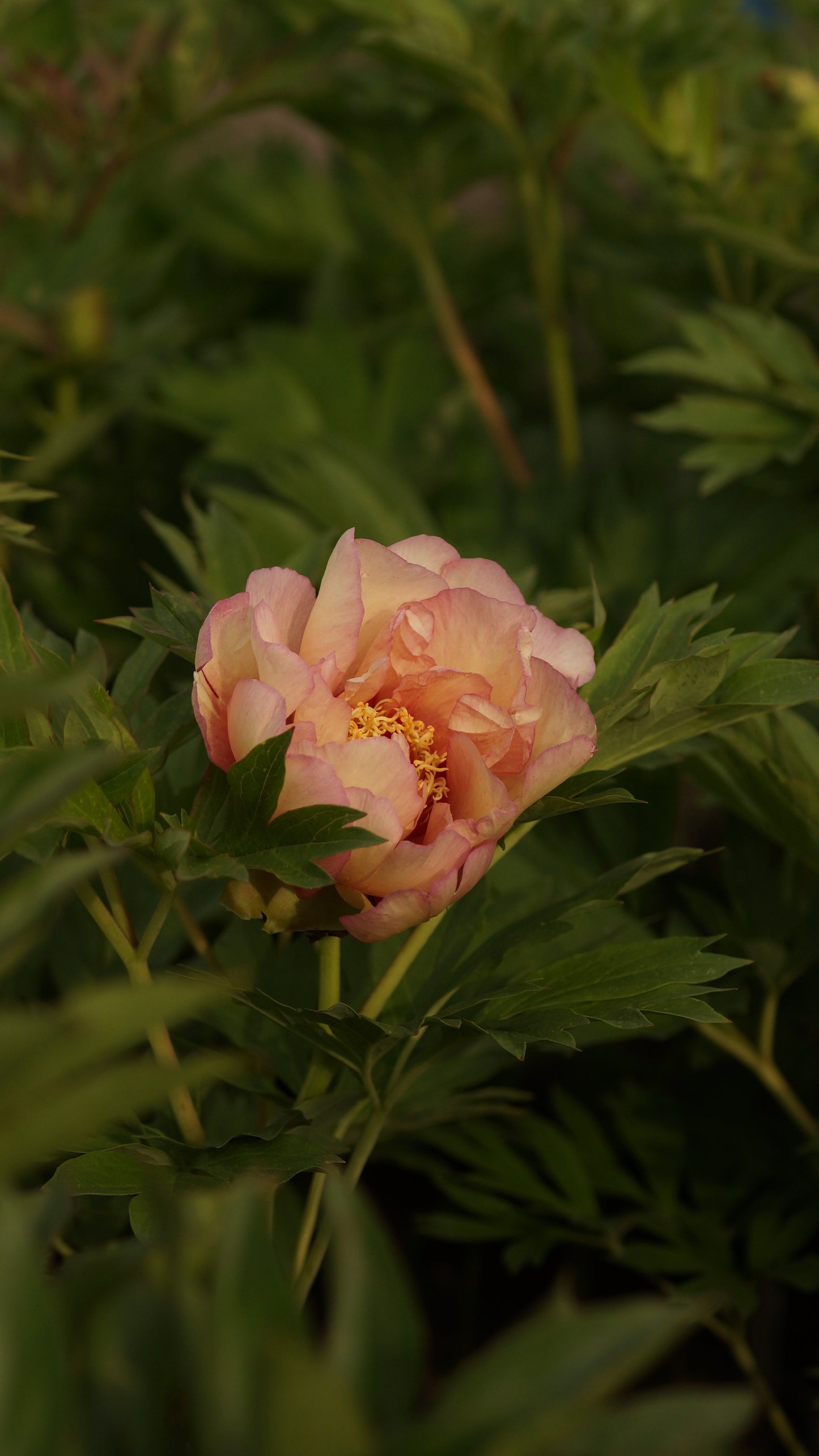 Paeonia Itoh-Hybride 'Callies Memory' - Intersektionelle Pfingstrose