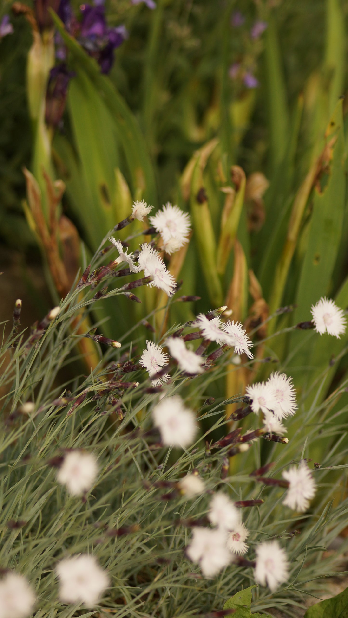 Dianthus gratianopolitanus 'Nordstern' - Pfingst-Nelke