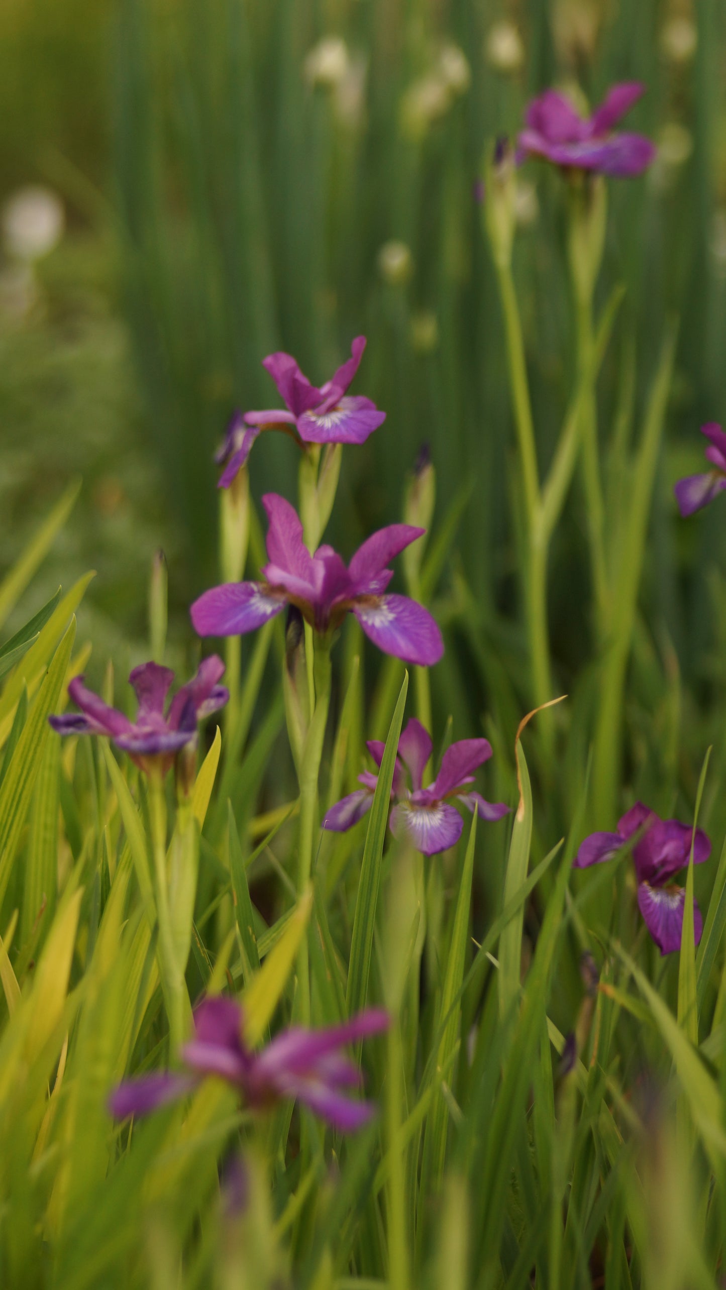 Iris sibirica 'Sparkling Rose' - Wiesen-Schwertlilie