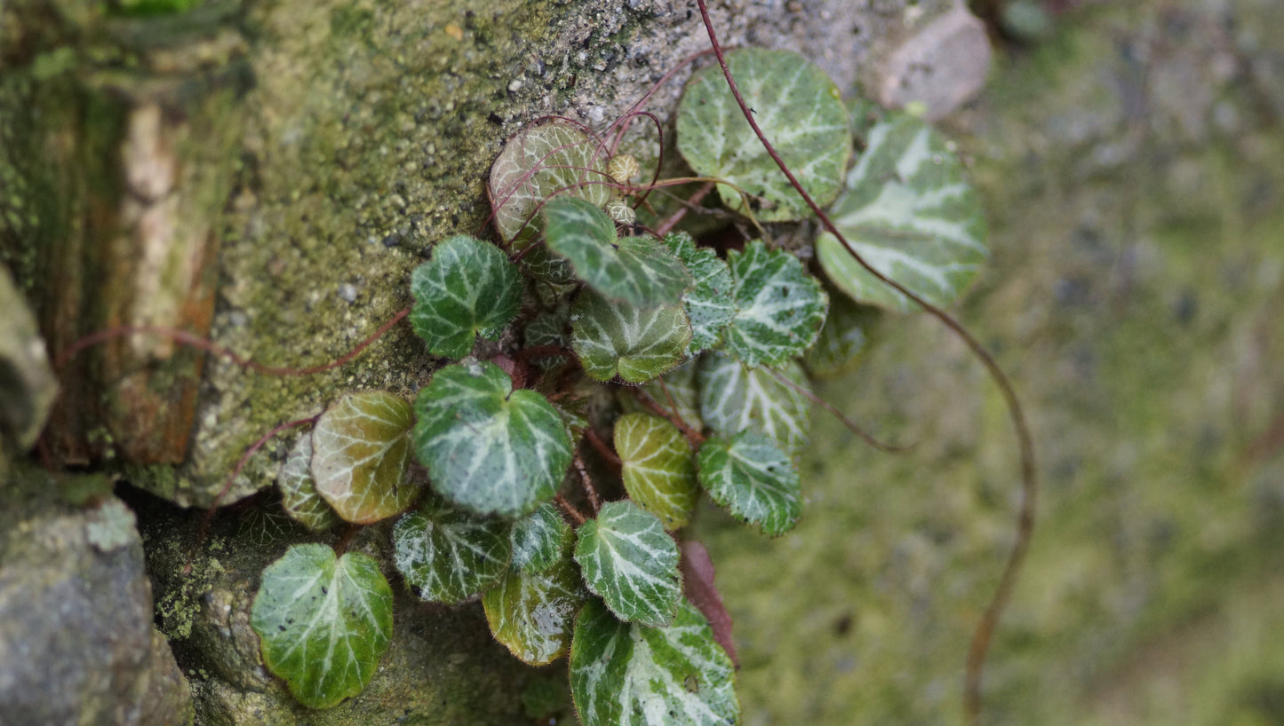 Saxifraga stolonifera 'Cuscutiformis' - Kriech-Steinbrech