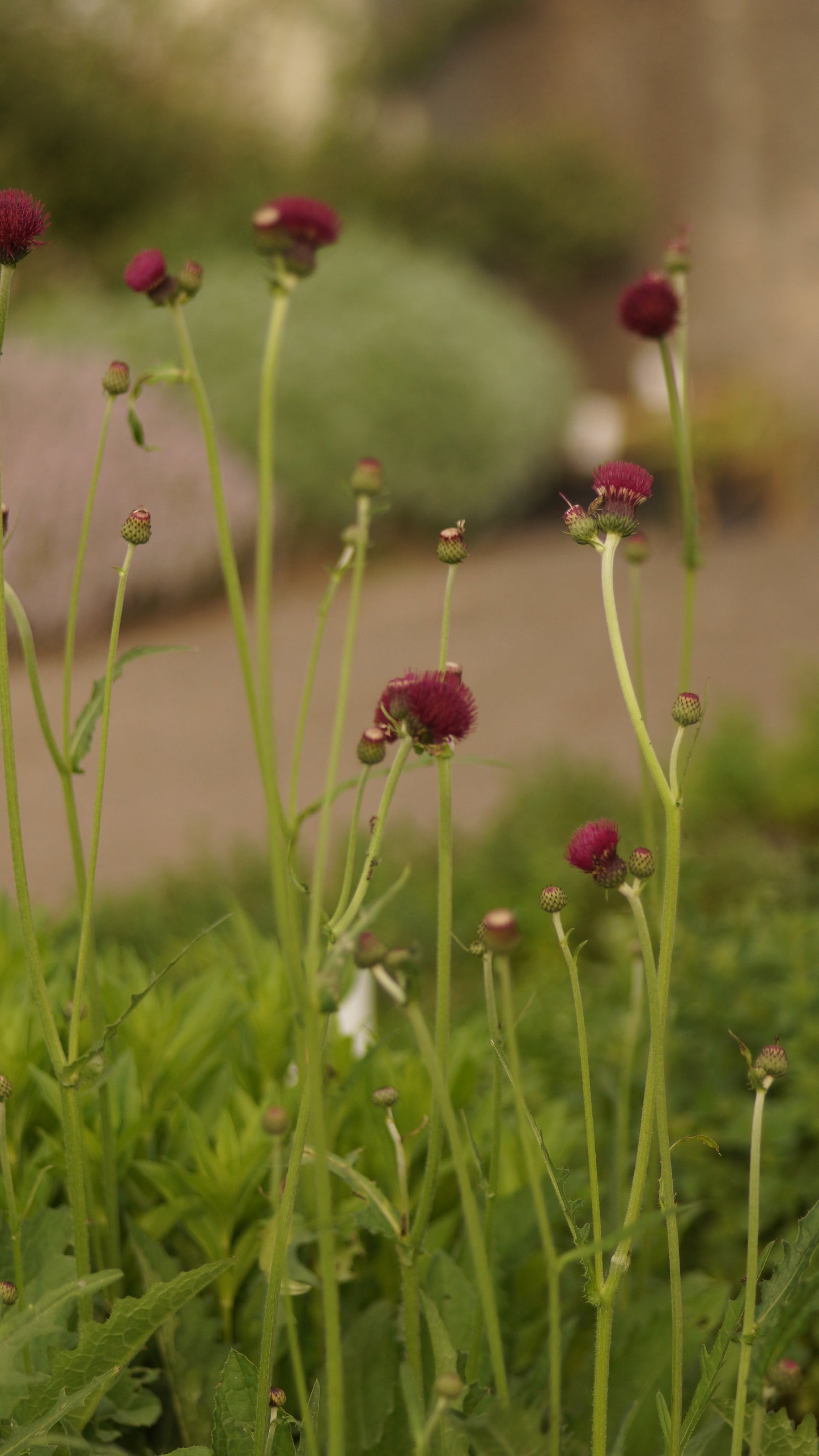 Cirsium rivulare 'Atropurpurea' - Purpur-Kratzdistel
