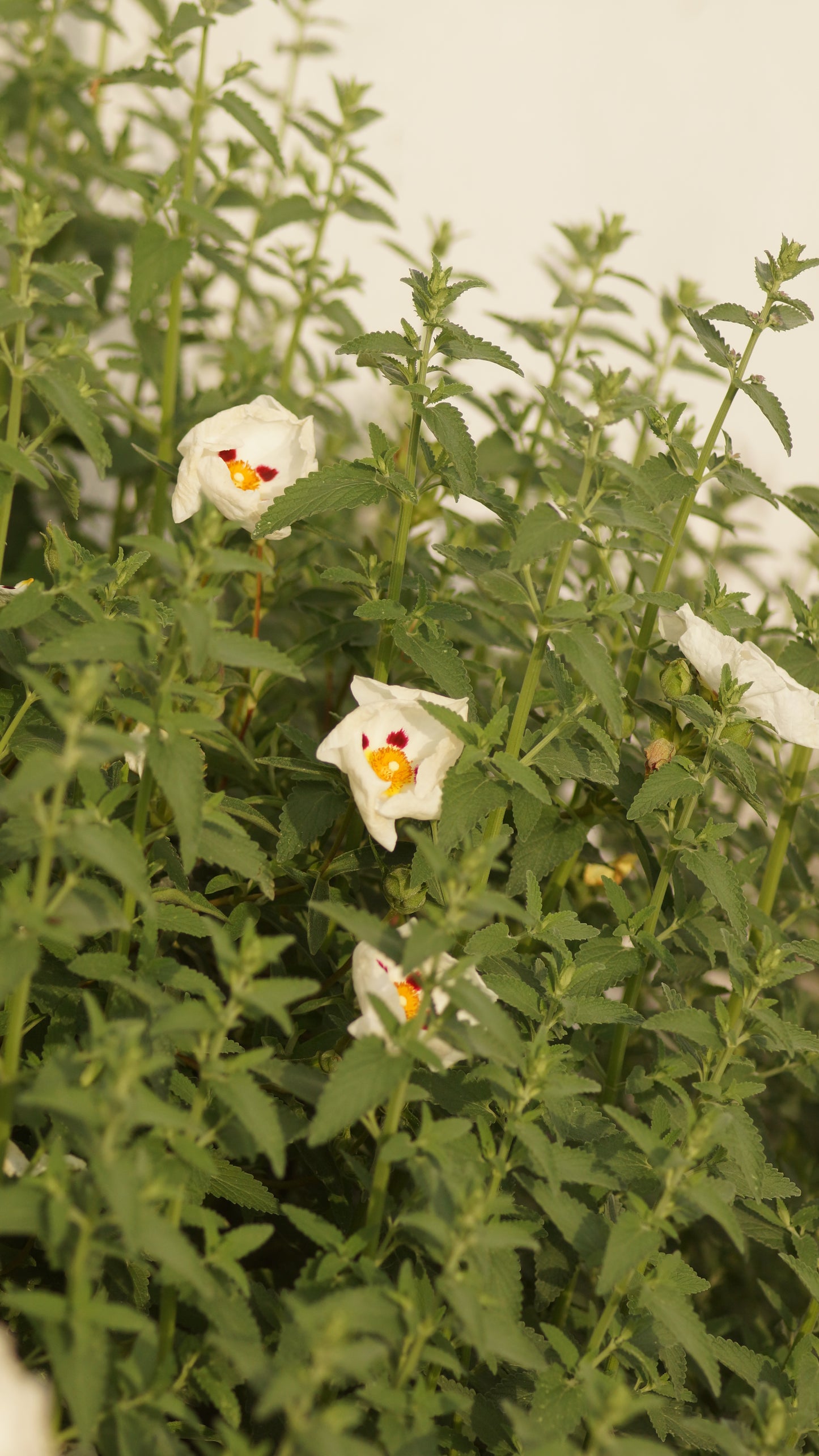 Cistus ladanifer x creticus 'Alan Fradd' - Zistrose