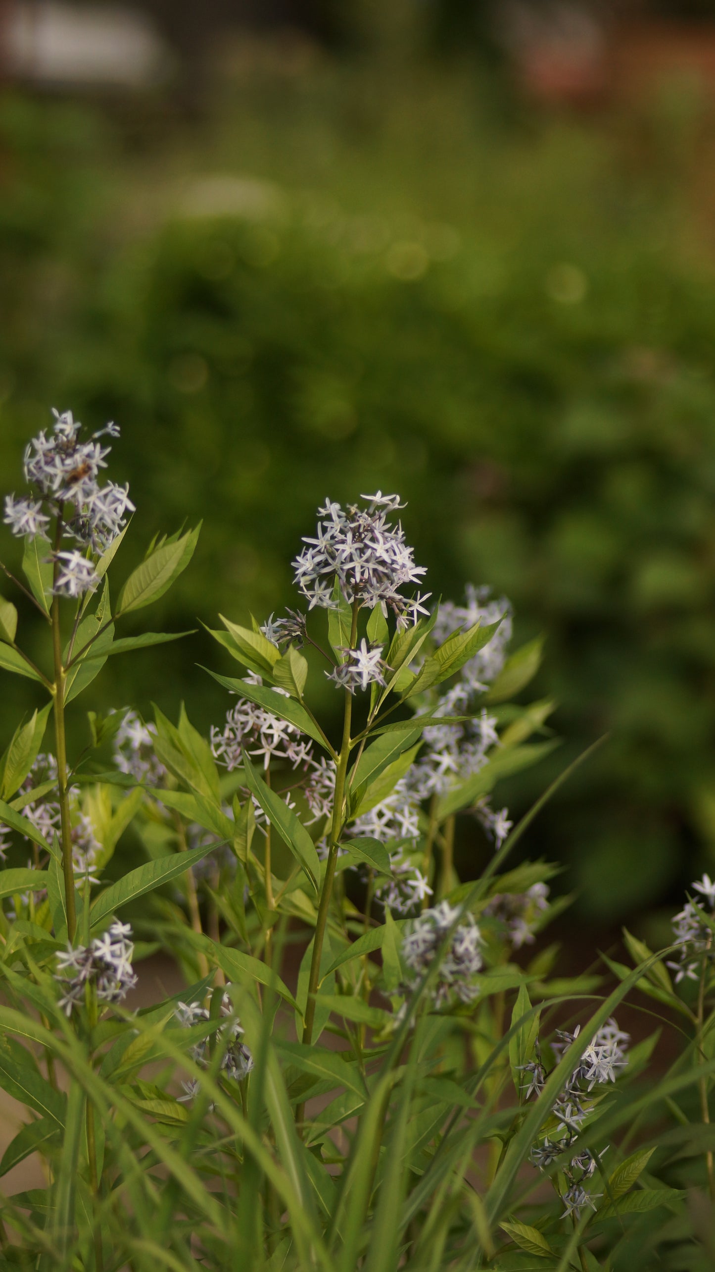Amsonia tabernaemontana var. salicifolia - Blausternbusch