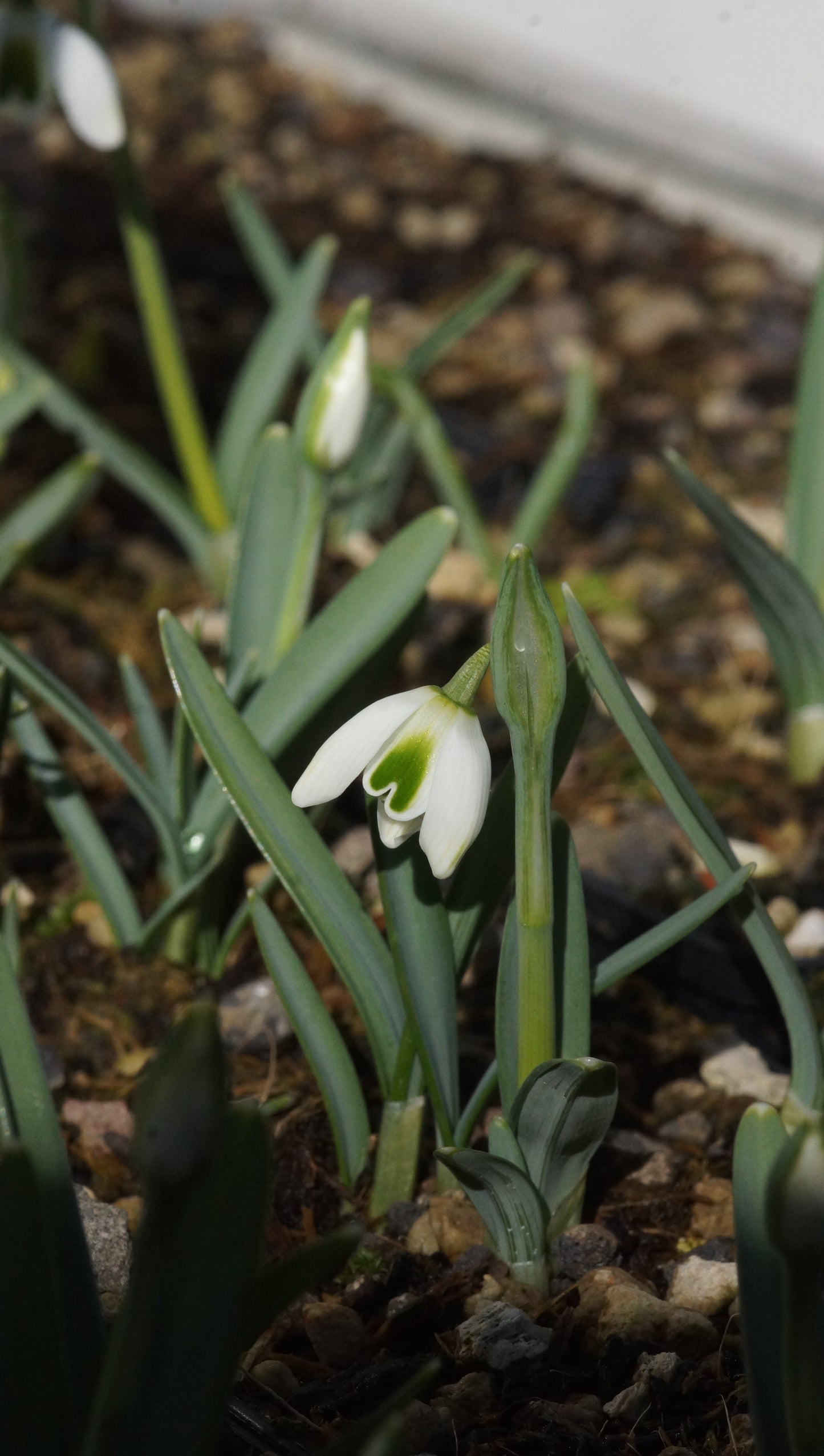 Galanthus Plicatus-Hybride 'Dionysus' - Gefülltes Schneeglöckchen