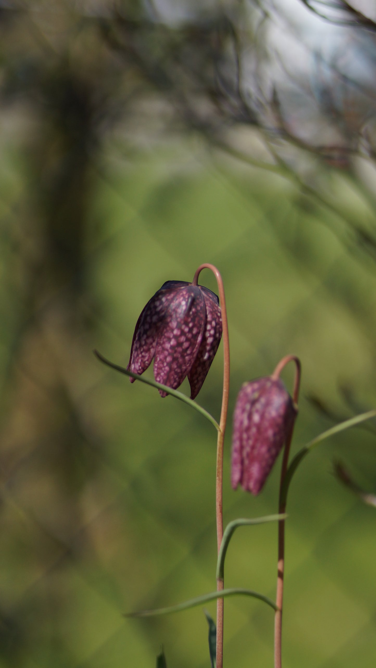 Fritillaria meleagris - Schachbrettblume