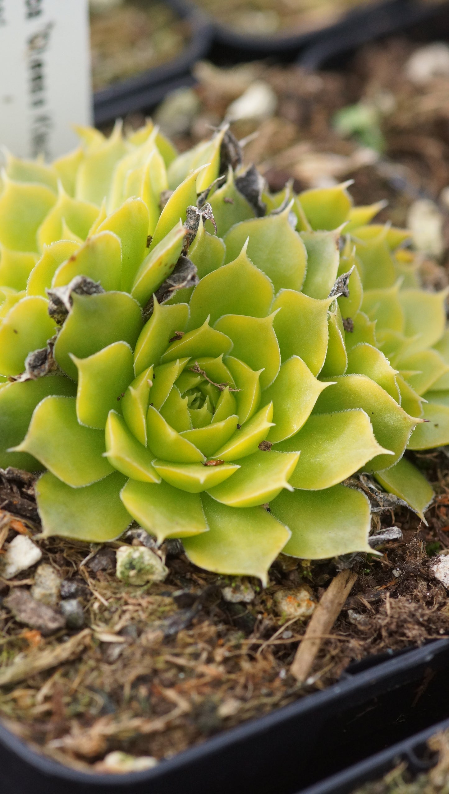 Jovibarba heuffelii 'Cheese Kiss' - Donartsbart