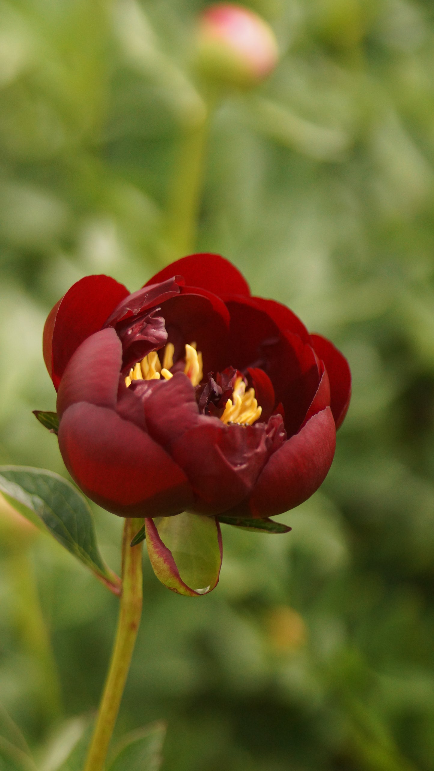 Paeonia lactiflora 'Buckey Belle' - Pfingstrose