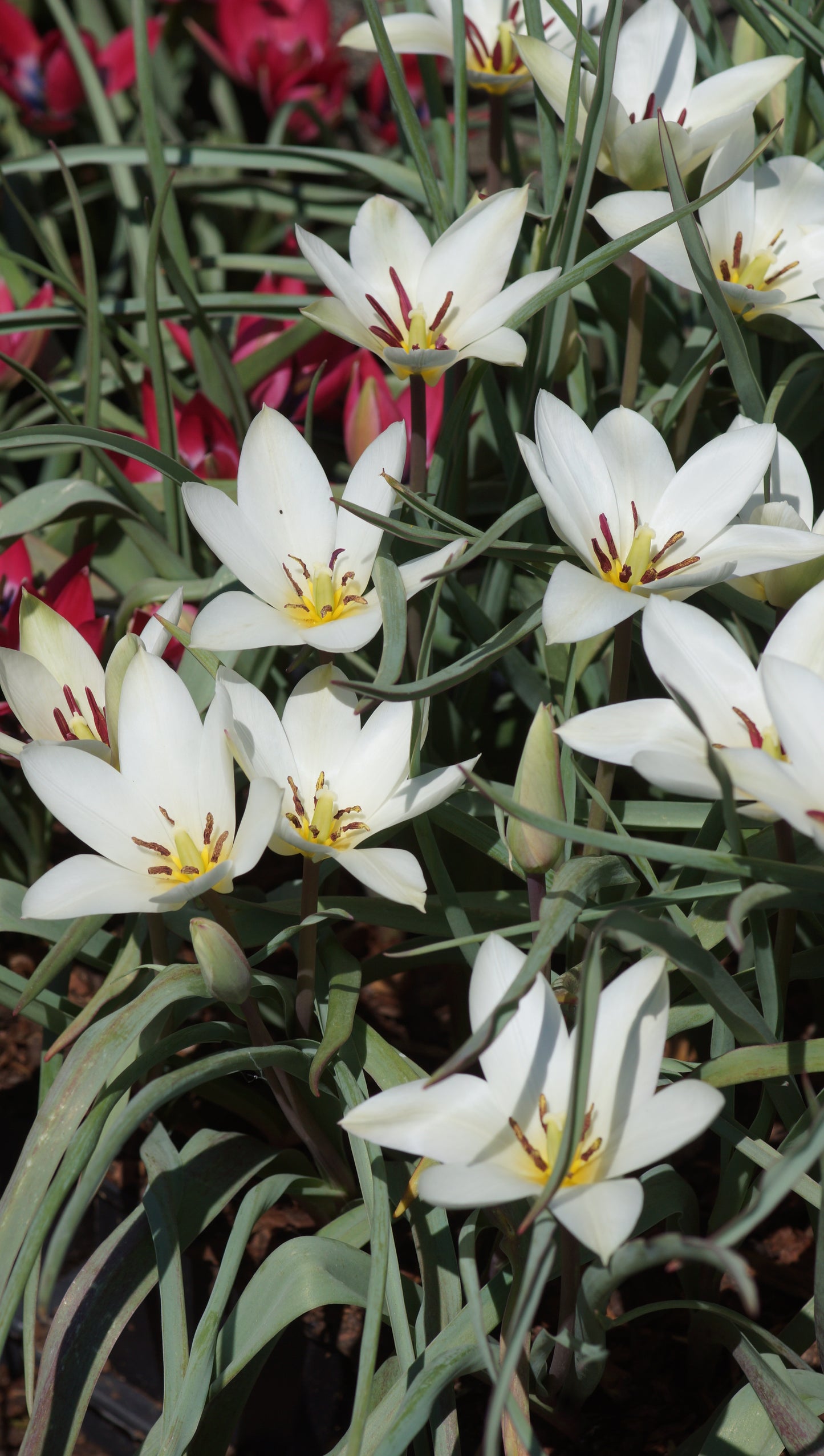 Tulipa clusiana 'Sylvia' - Damen-Tulpe