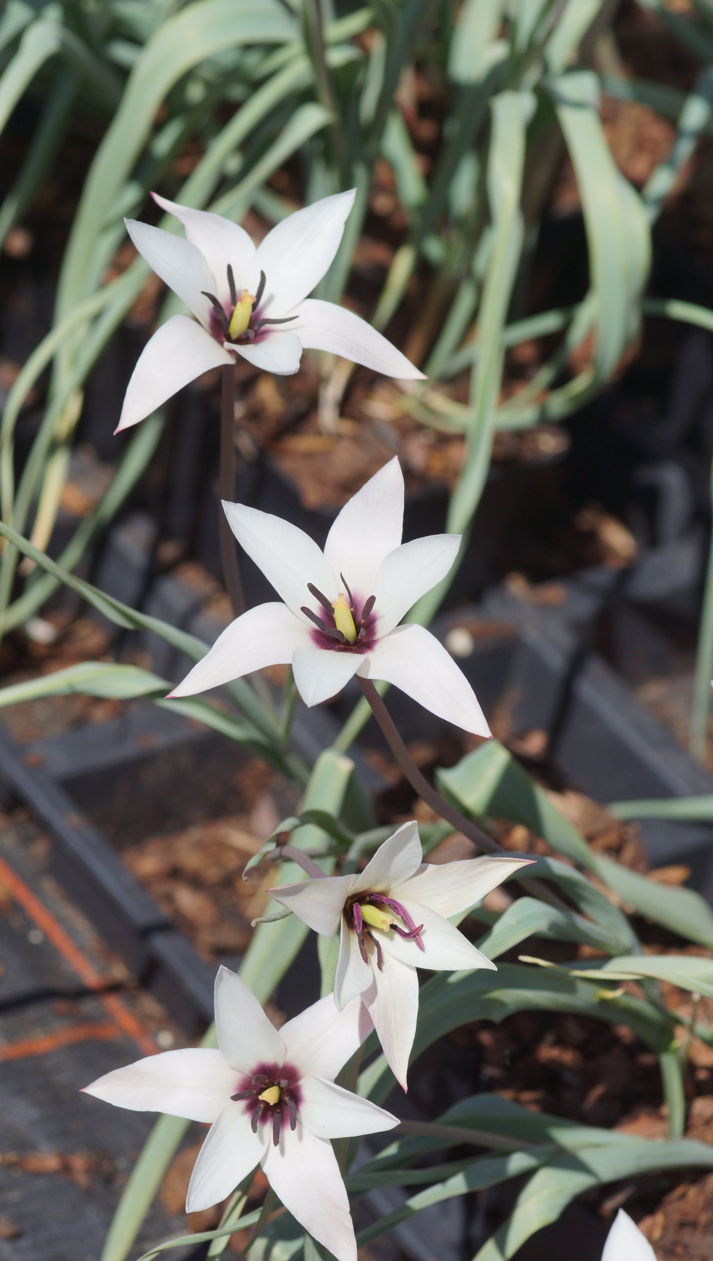 Tulipa clusiana var. clusiana - Damen Tulpe