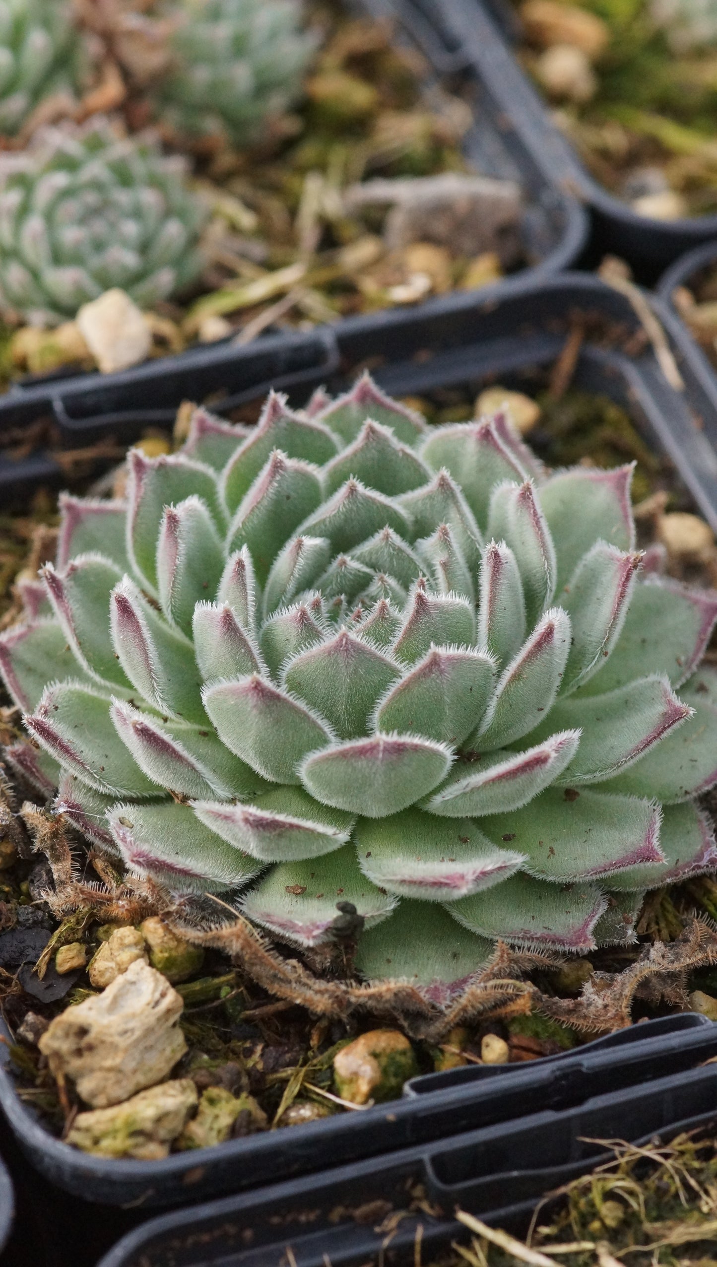 Sempervivum x hausmannii - Hausmanns Hauswurz