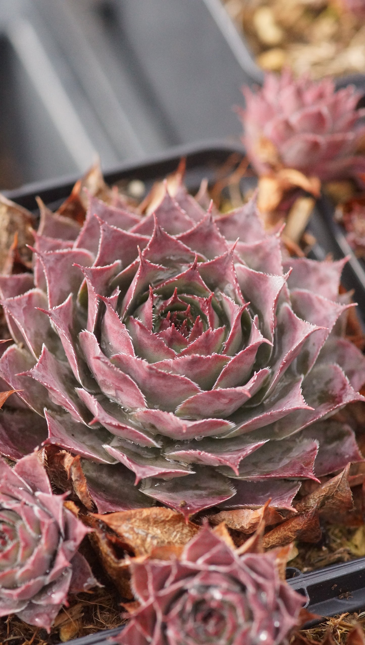 Sempervivum Hybride 'Blauer Ritter' - Hauswurz