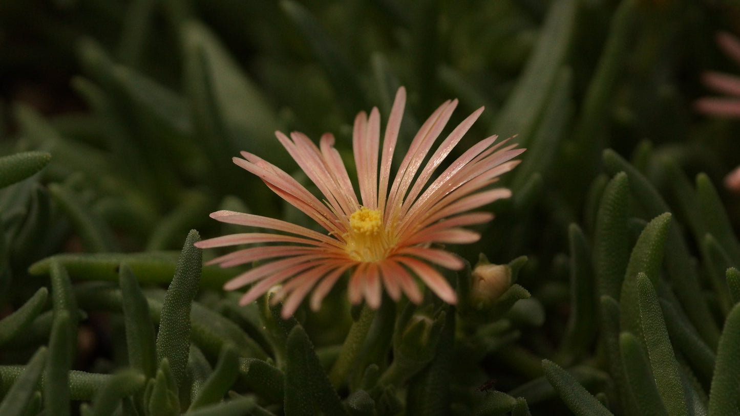 Delosperma Hybride 'Kelaidis' - Mittagsblume