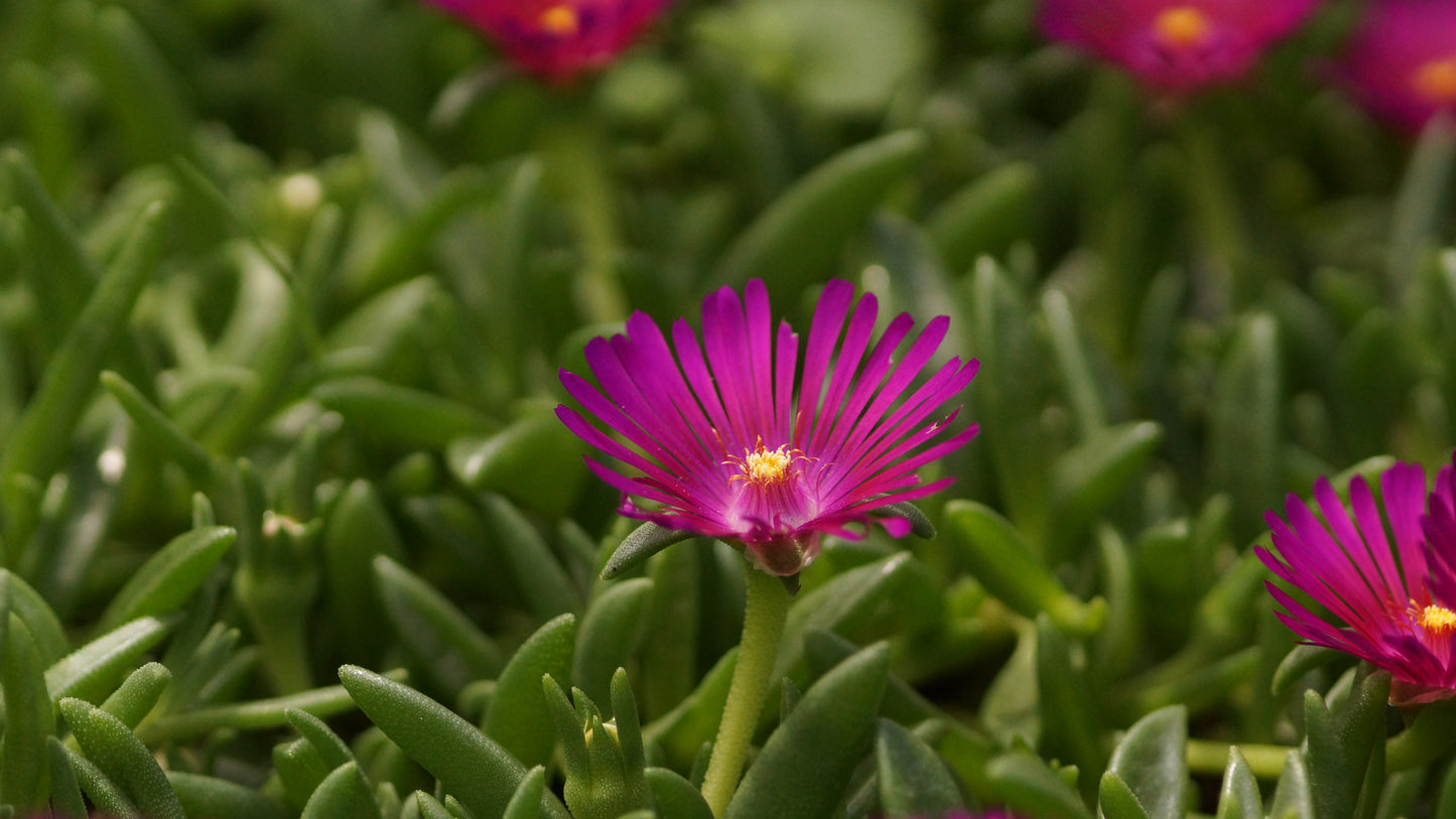 Delosperma Hybride 'Tiffendel KG' - Mittagsblume