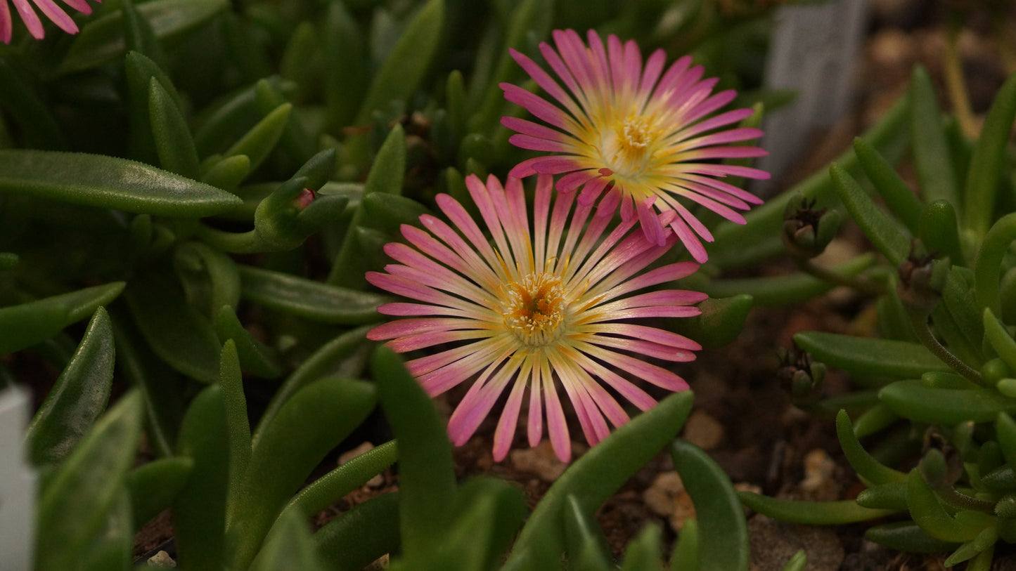 Delosperma Hybride 'Hellgirl' - Mittagsblume