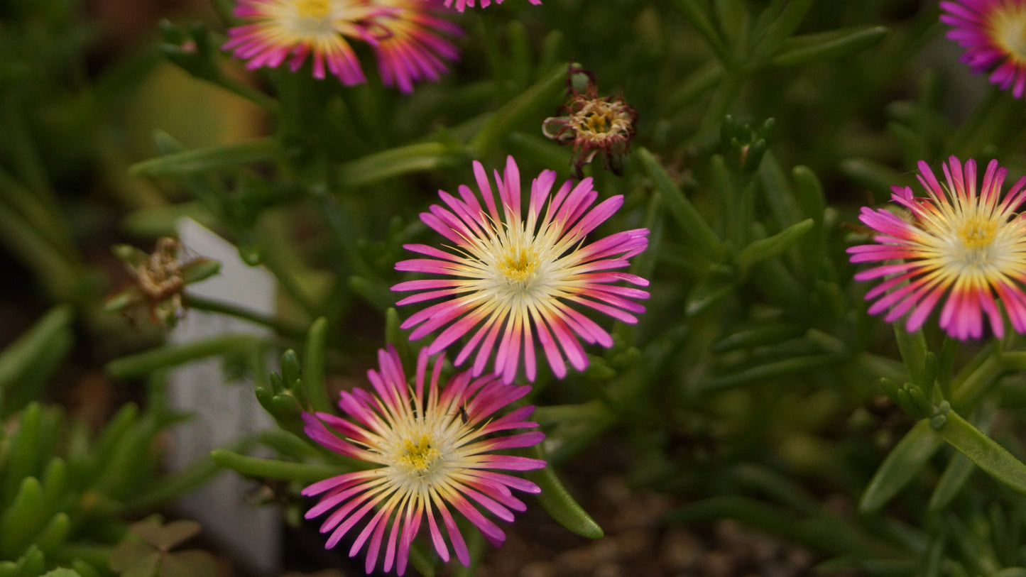 Delosperma Hybride 'Wonderful Hot' - Mittagsblume